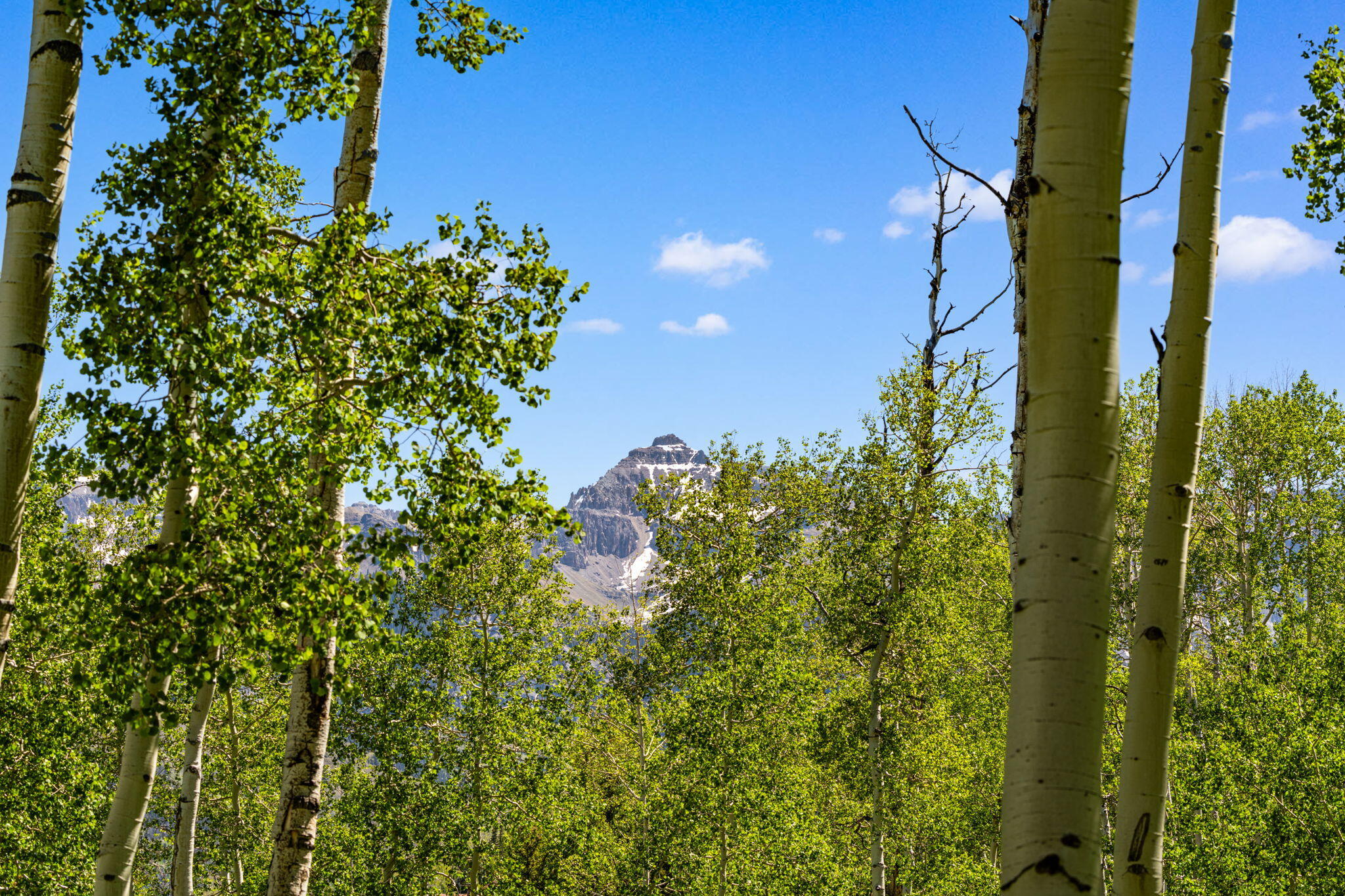 TBD Wapiti