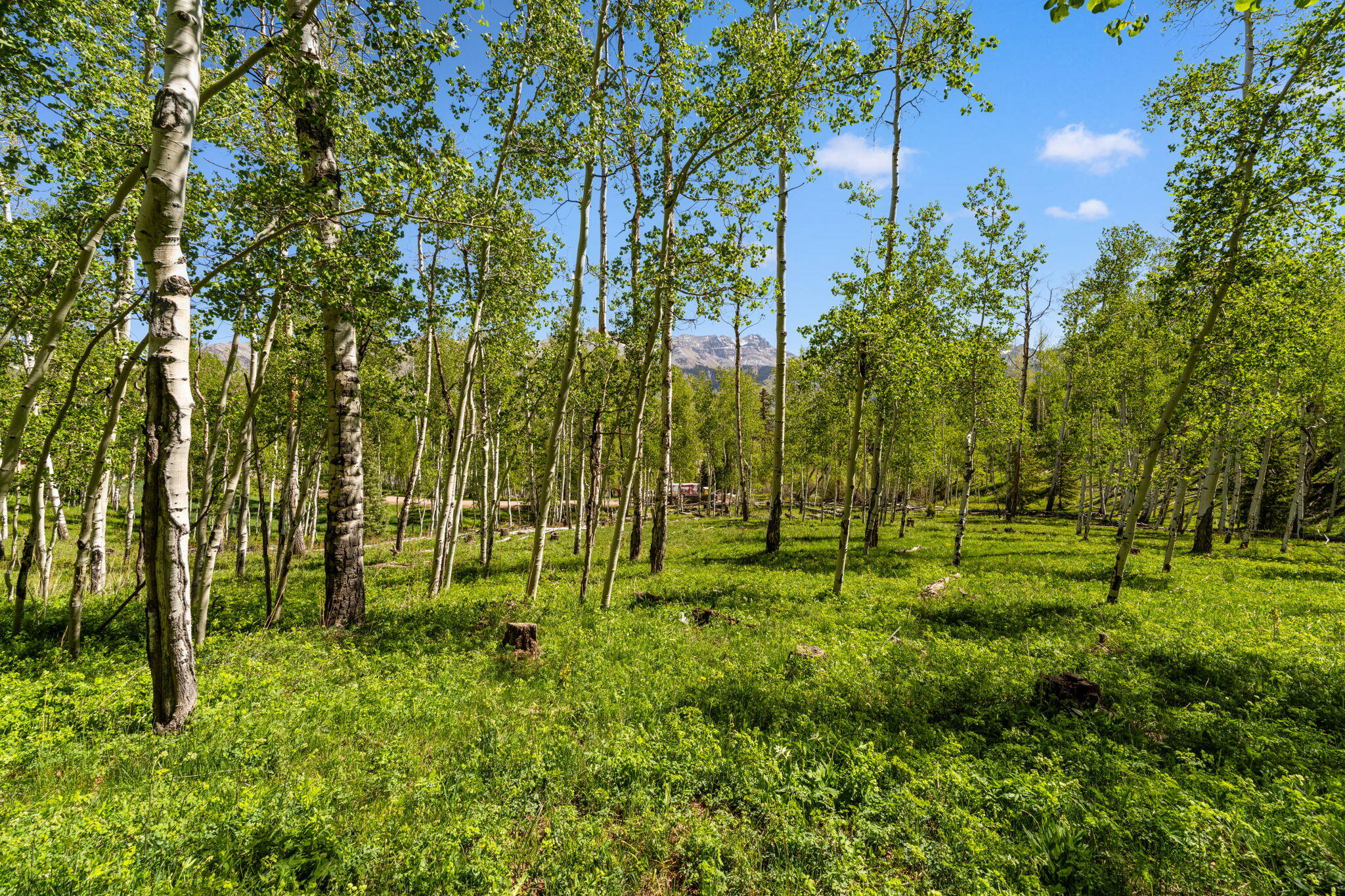 TBD Wapiti