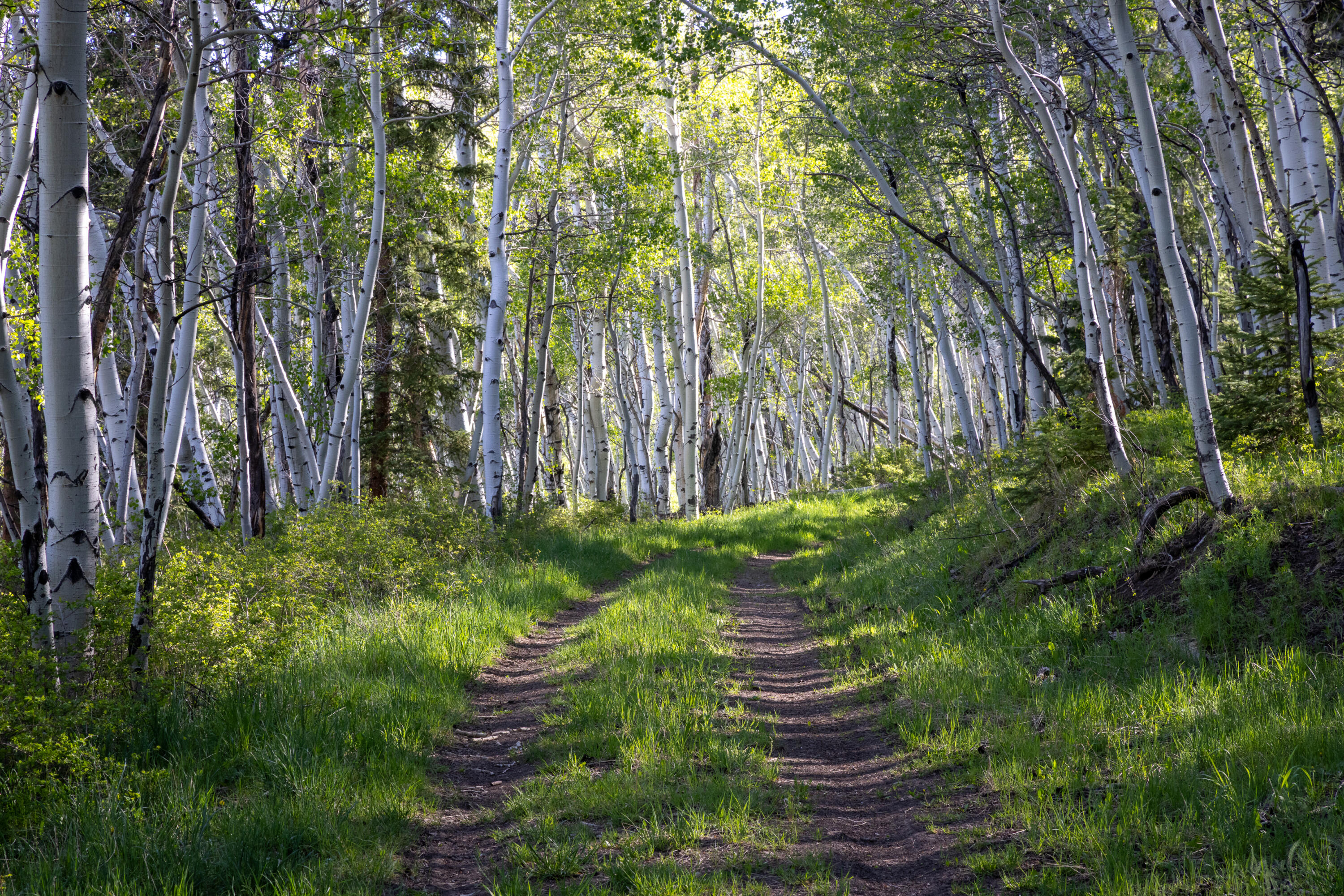 TBD East Wilson Mesa 60M
