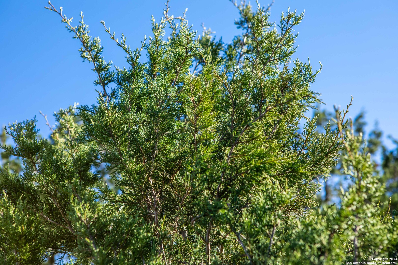 Prime Commercial Land | Lemon Creek Development | 6 Old Fredericksburg Rd
