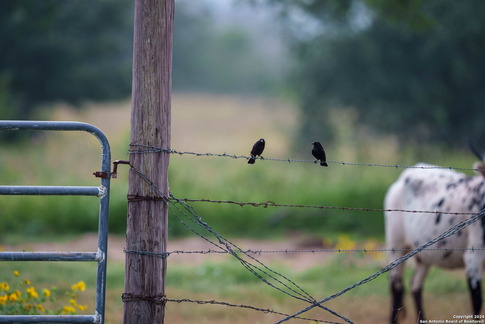 Bee County | 86.74+/- Acres 