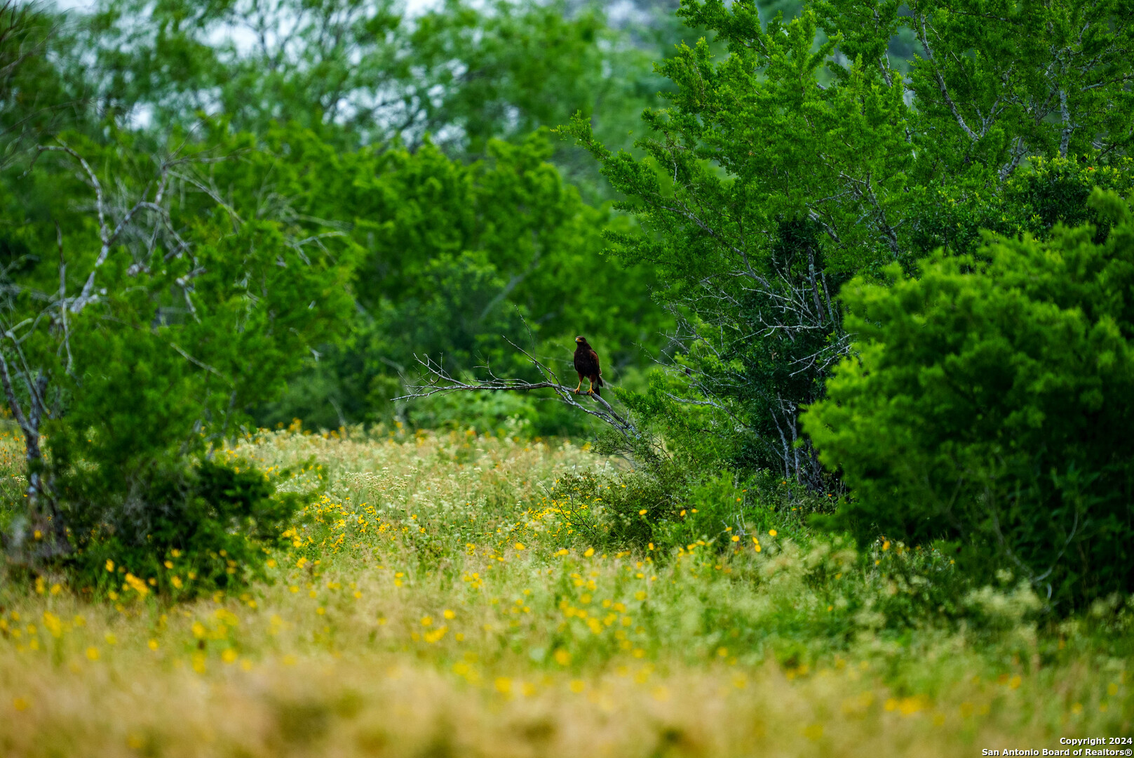 Bee County | 86.74+/- Acres 