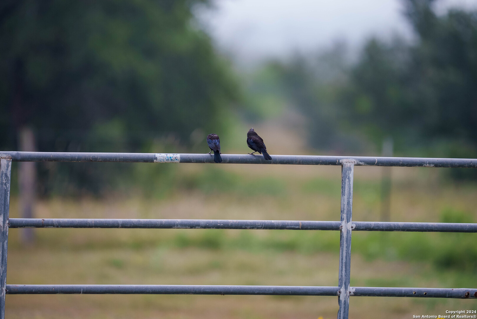 Bee County | 86.74+/- Acres 