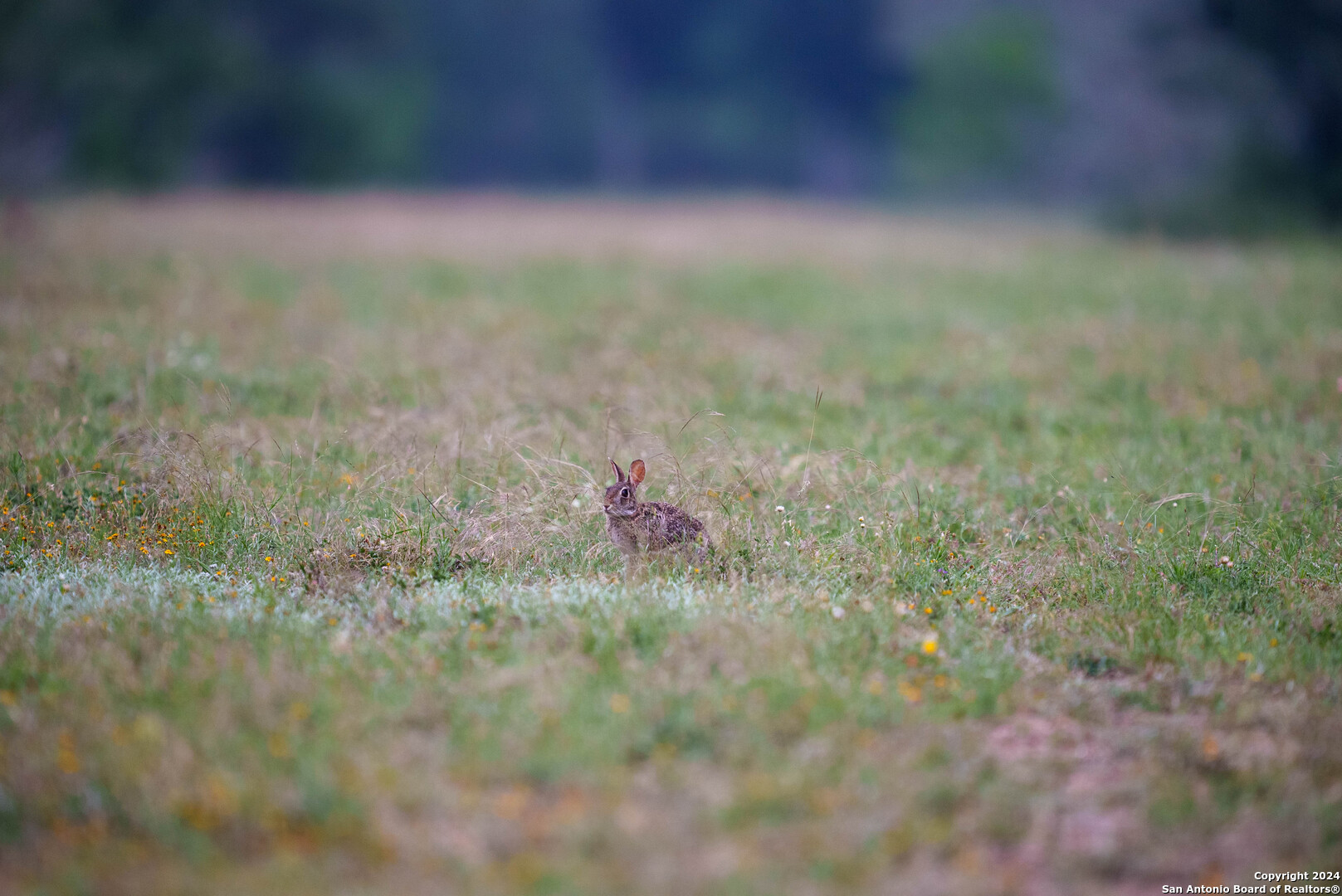 Bee County | 86.74+/- Acres 