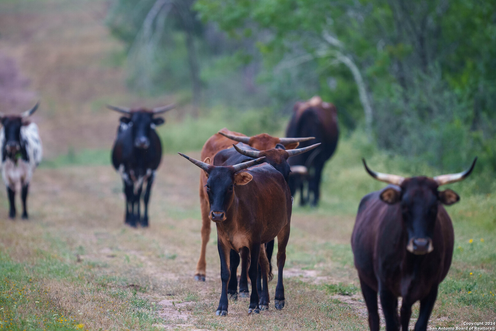 Bee County | 86.74+/- Acres 
