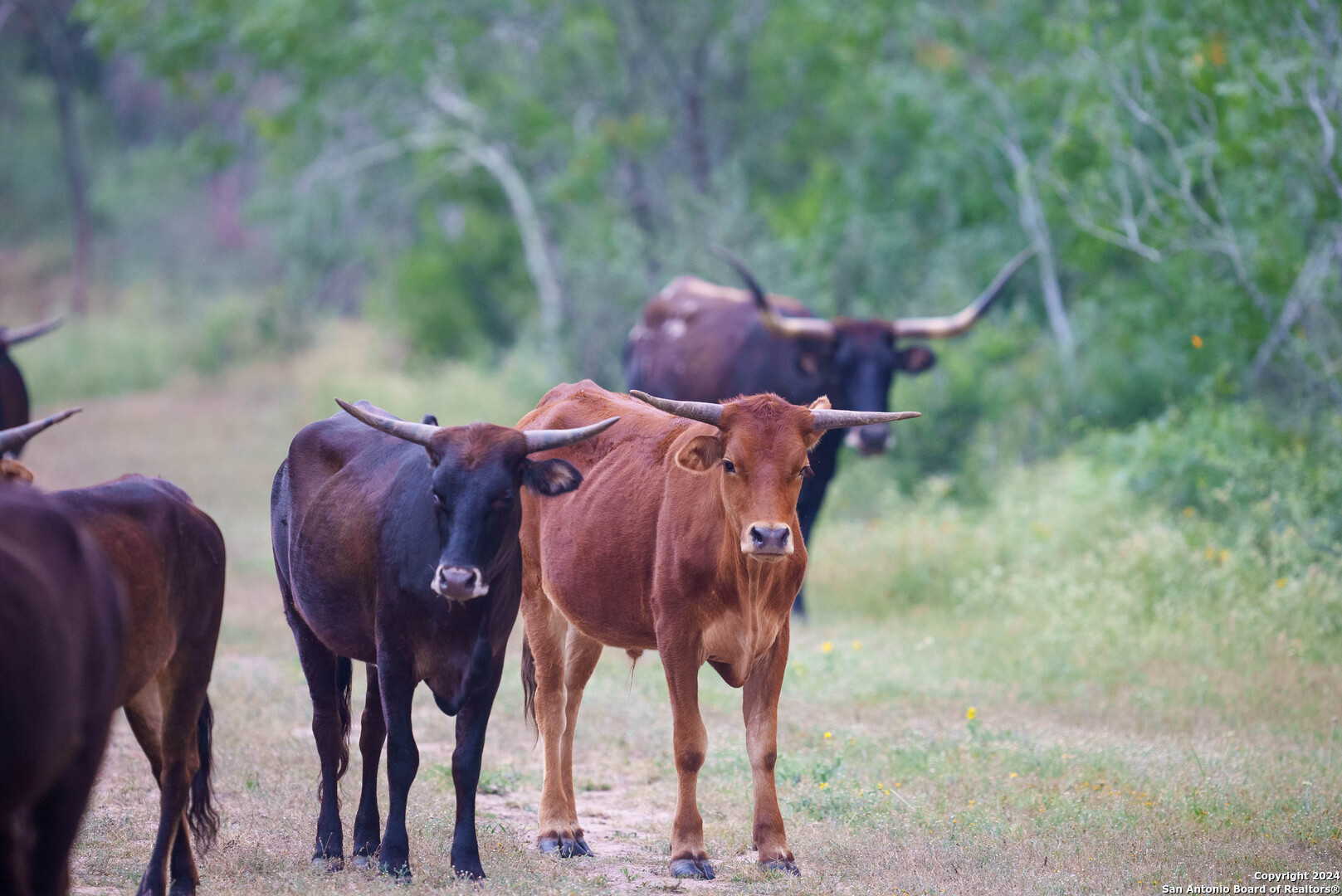 Bee County | 86.74+/- Acres 