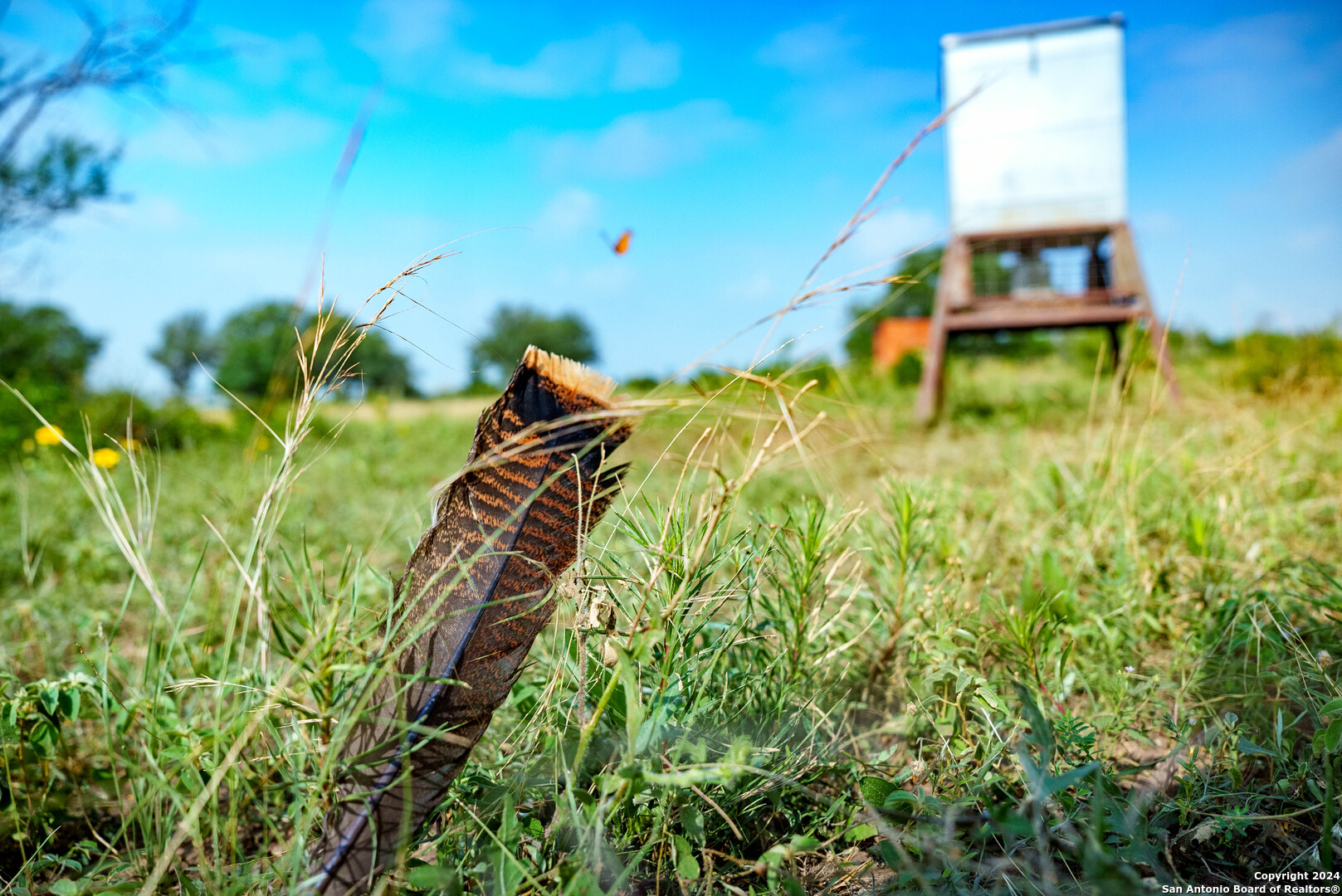 Bee County | 86.74+/- Acres 