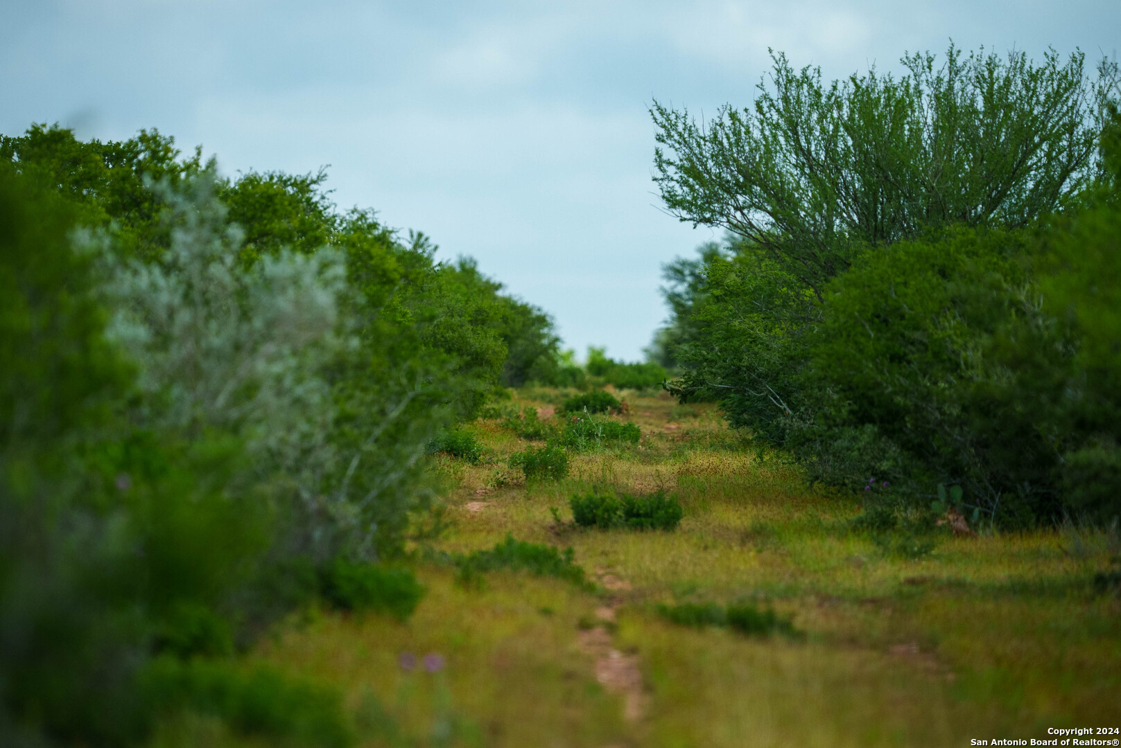50 +/- Acres | Narciseno Creek Ranch 