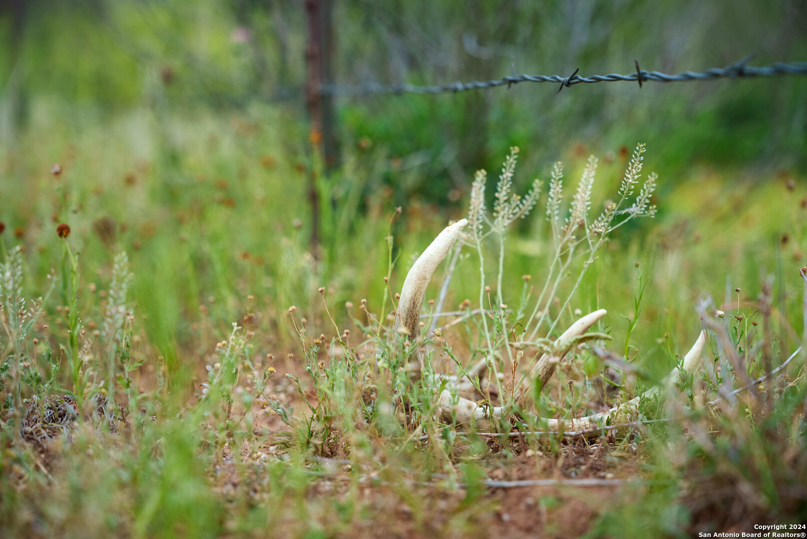 50 +/- Acres | Narciseno Creek Ranch 