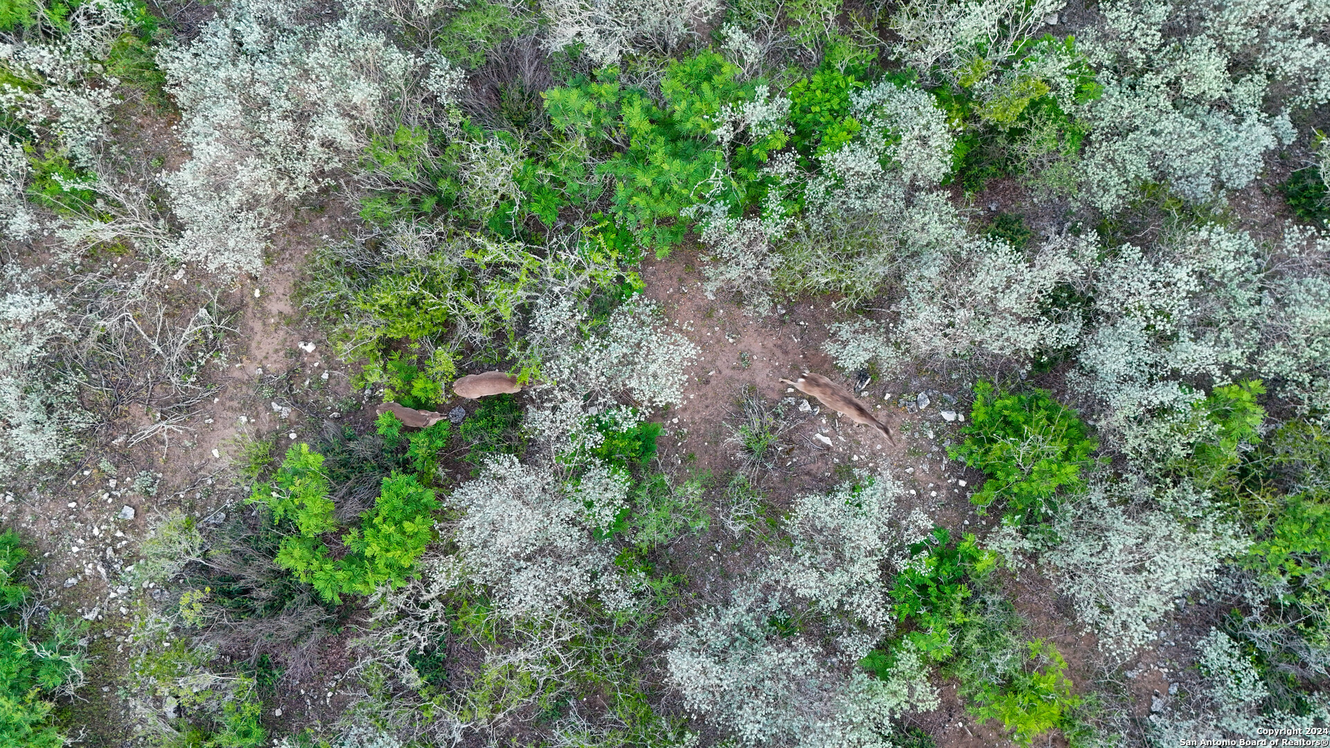 50 +/- Acres | Narciseno Creek Ranch 