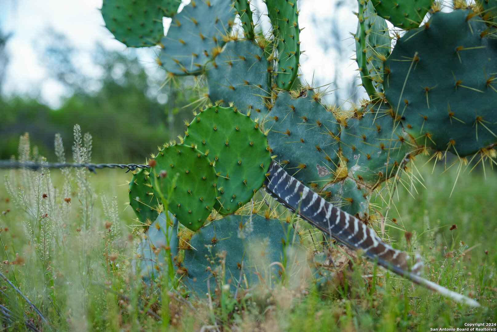 50 +/- Acres | Narciseno Creek Ranch 
