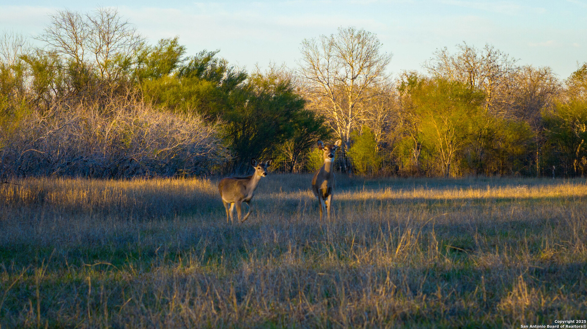 Karnes County | 175+/- Acres