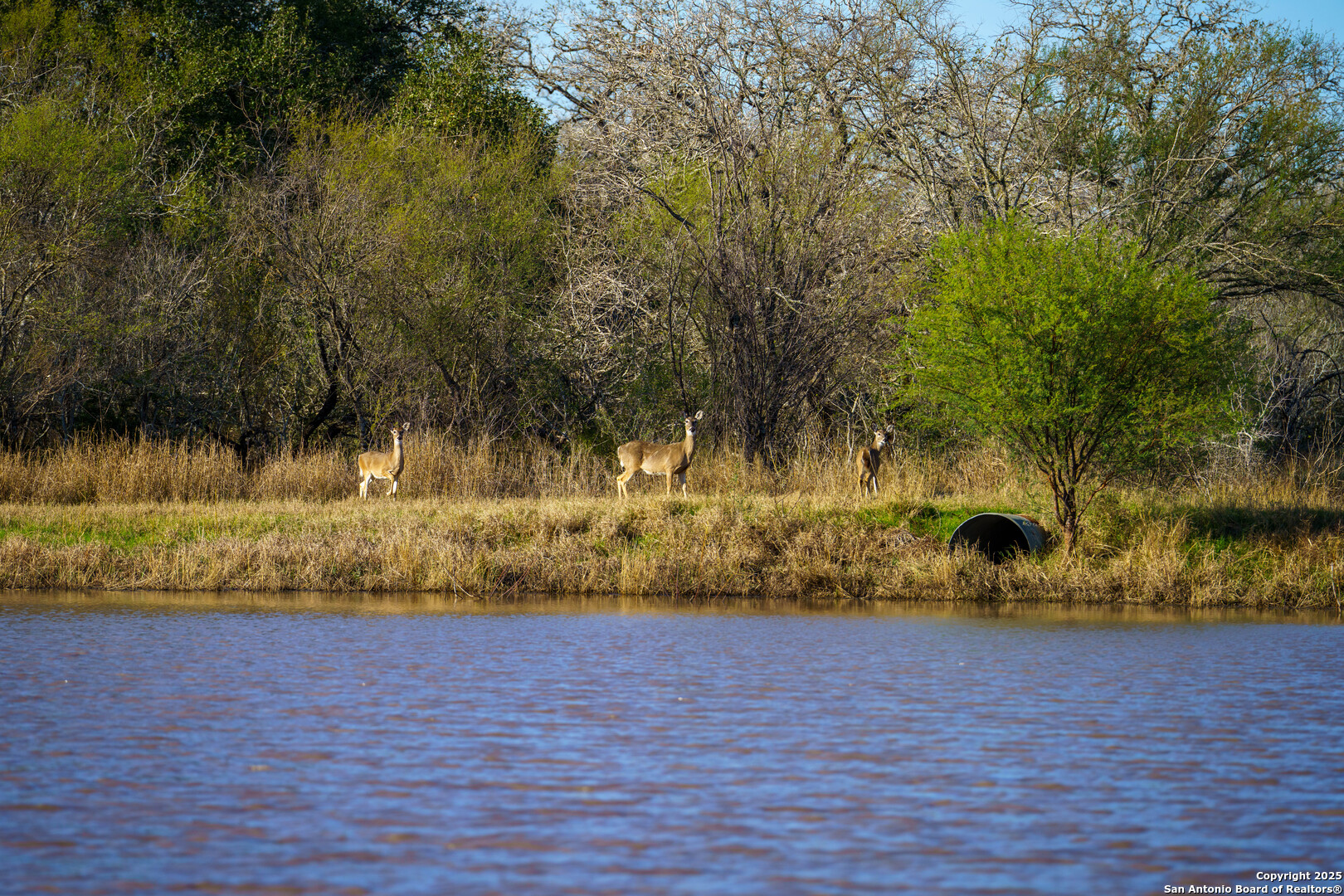Karnes County | 175+/- Acres
