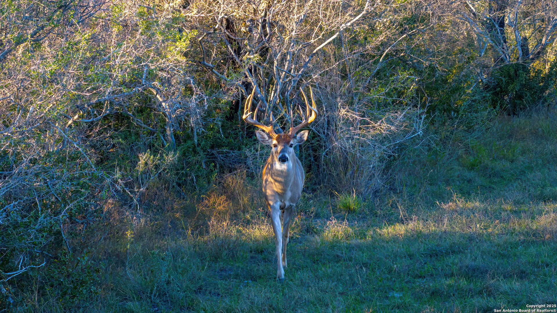 Karnes County | 175+/- Acres
