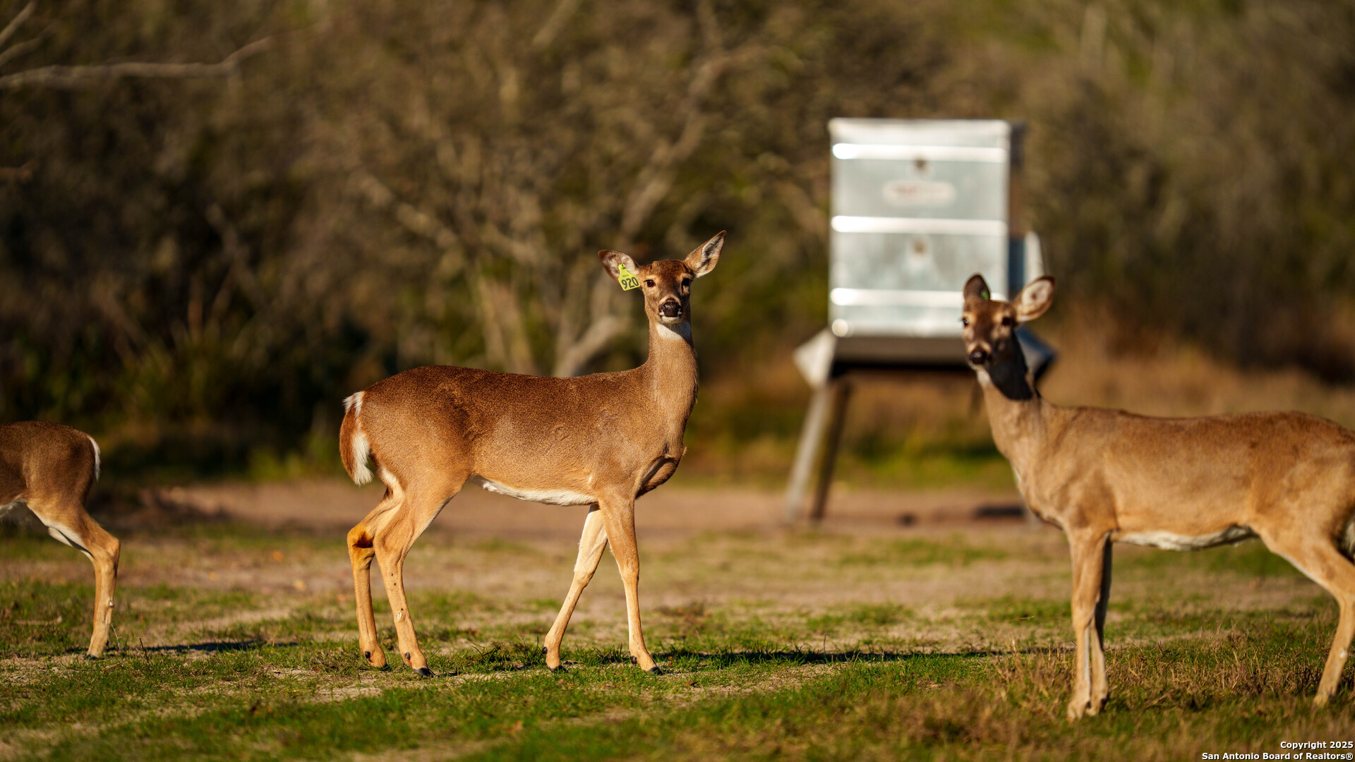 Karnes County | 175+/- Acres