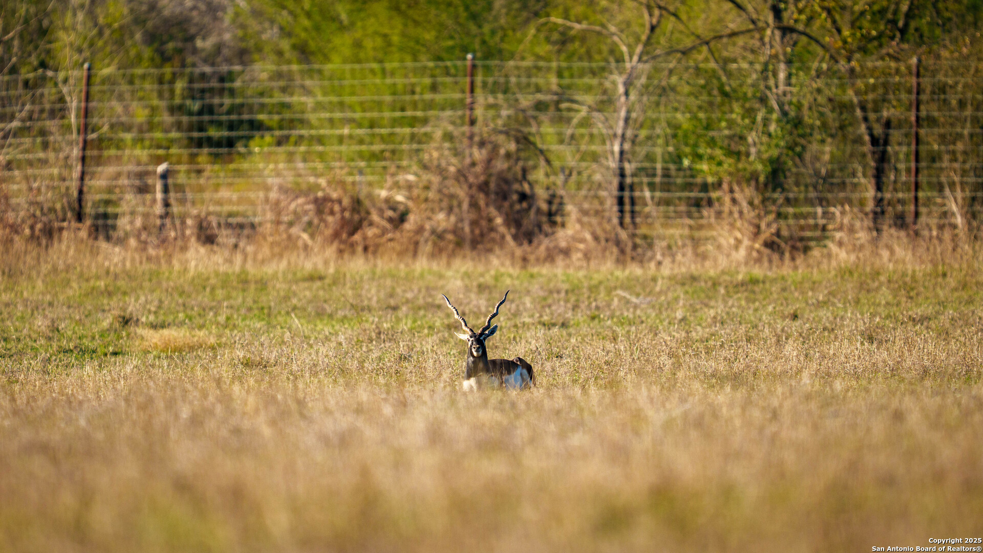 Karnes County | 175+/- Acres