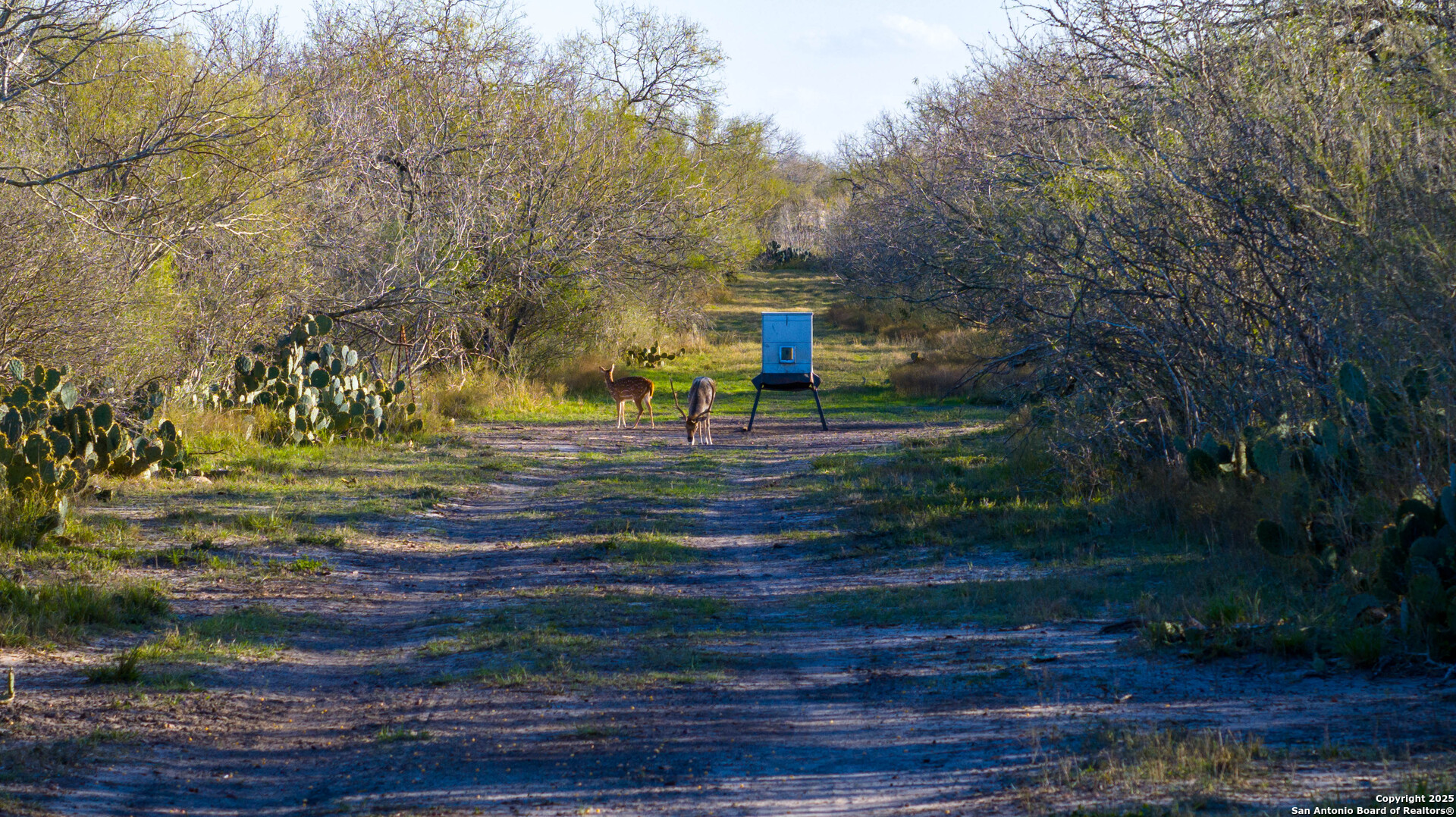Karnes County | 175+/- Acres