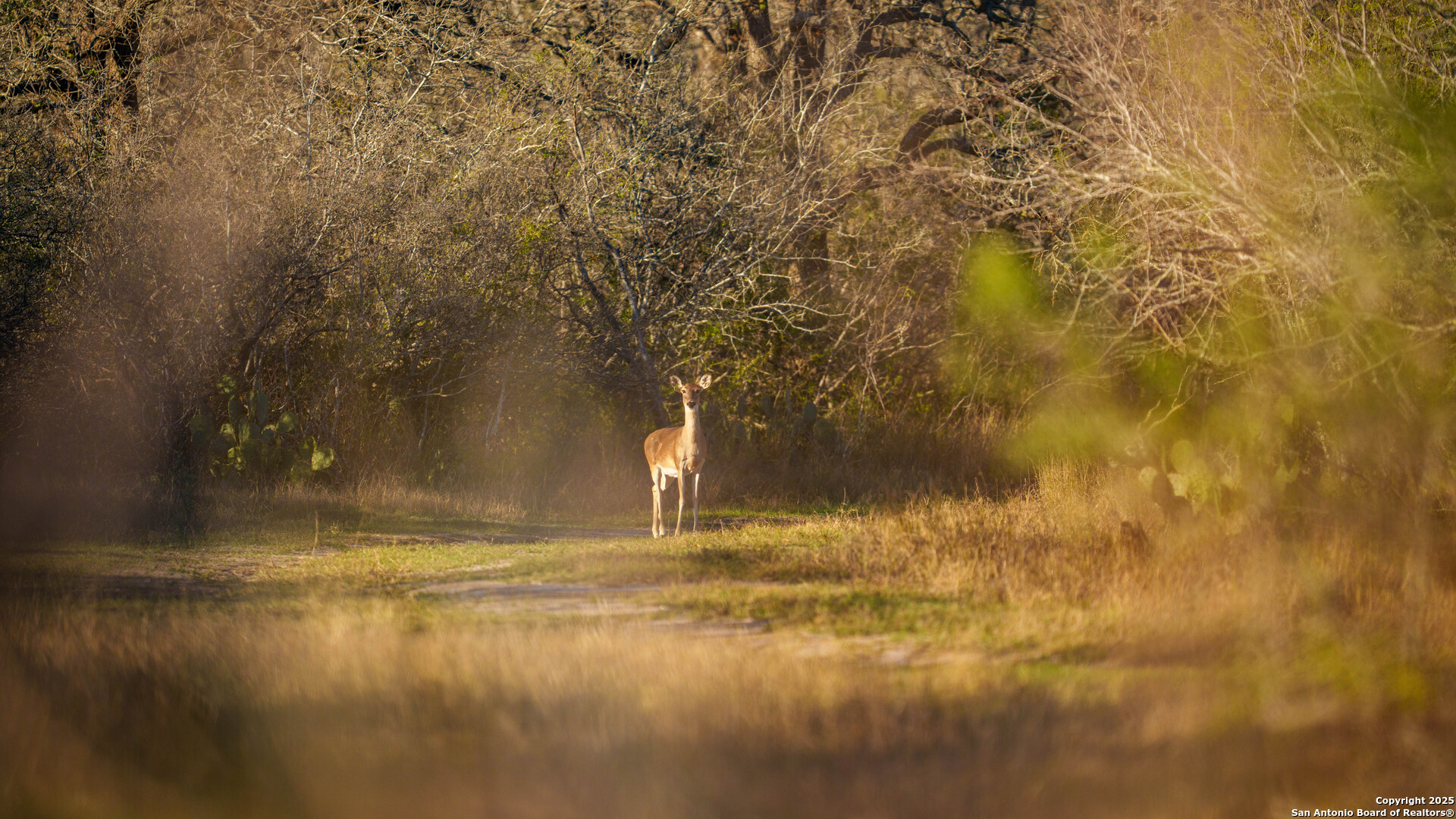 Karnes County | 175+/- Acres