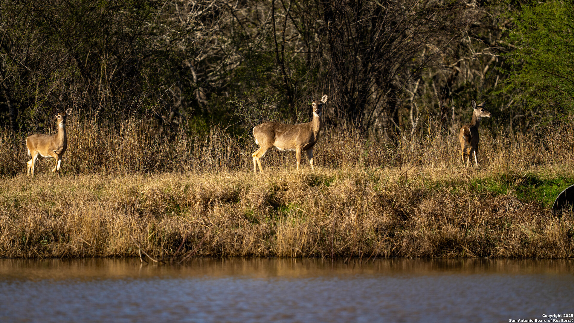 Karnes County | 175+/- Acres