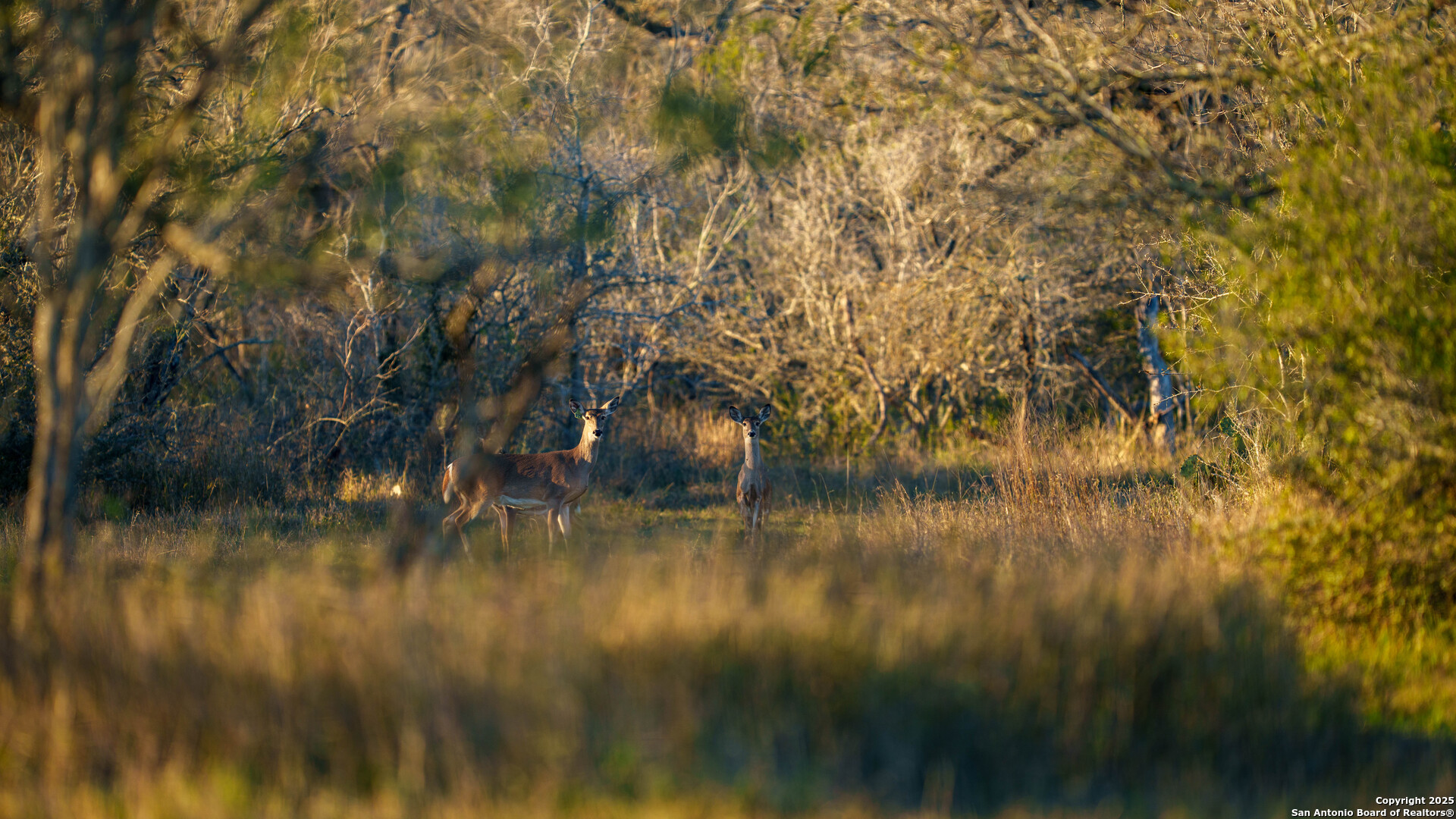 Karnes County | 175+/- Acres