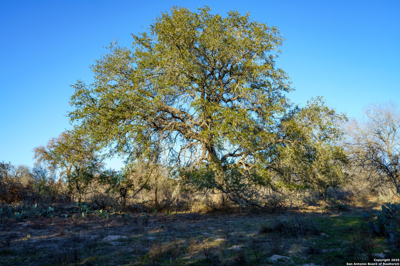 Atascosa County | 10.65+/- Acres