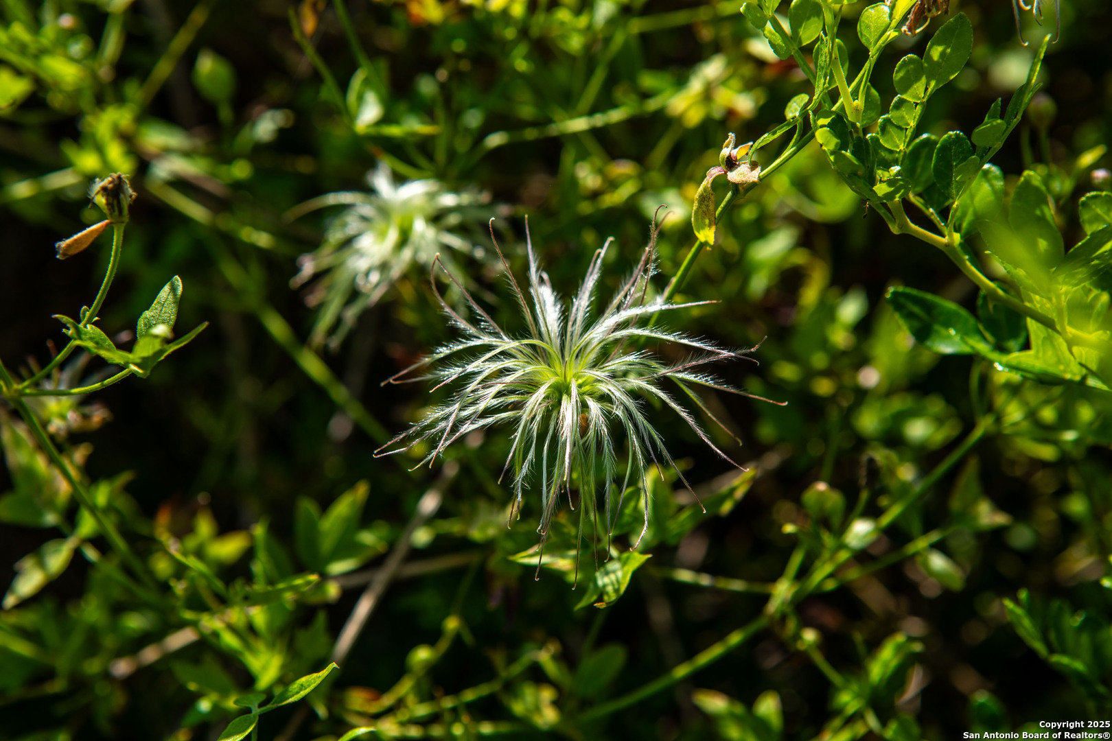 Bee County | 10.89 Acres
