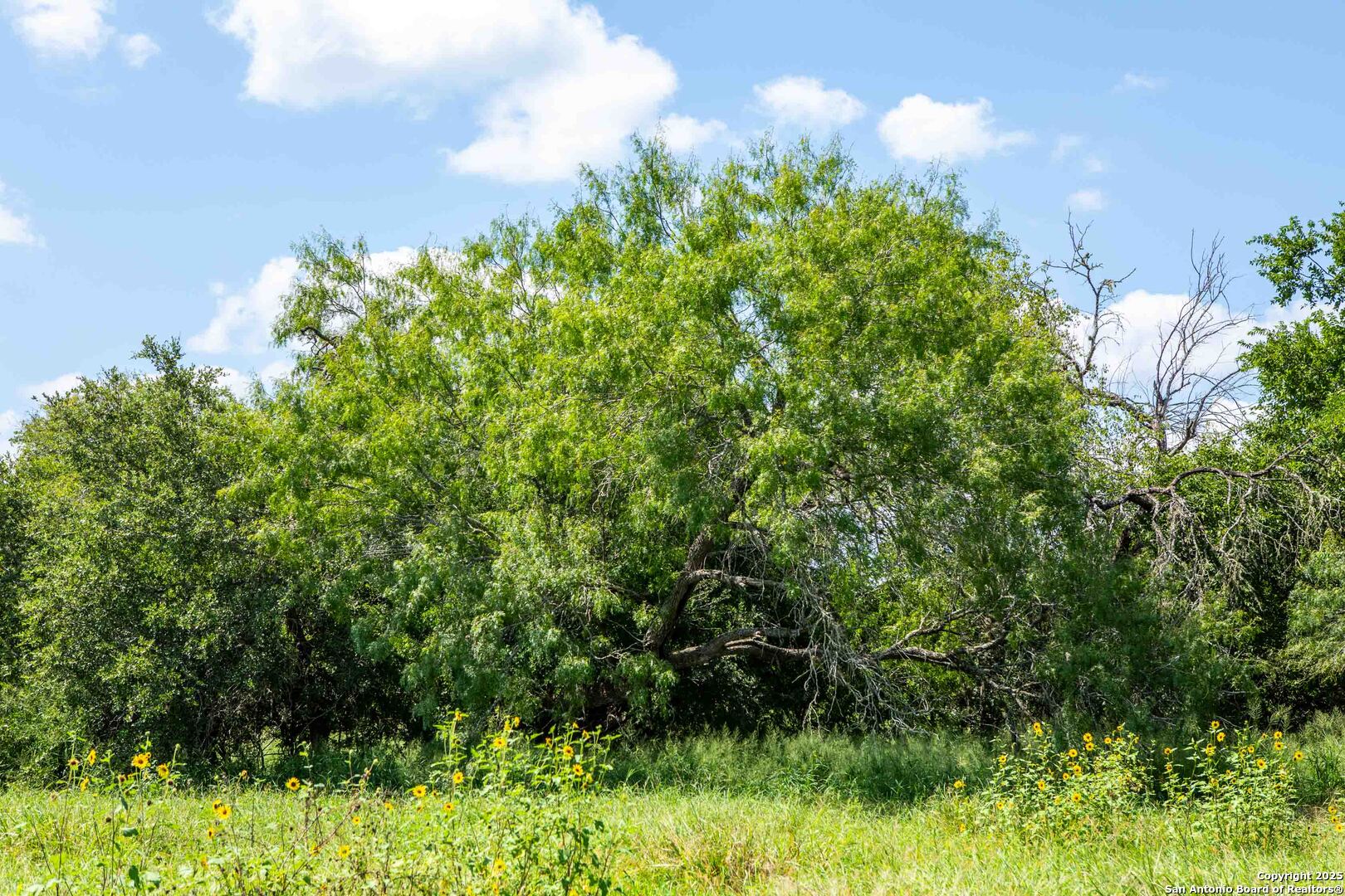 Bee County | 10.89 Acres