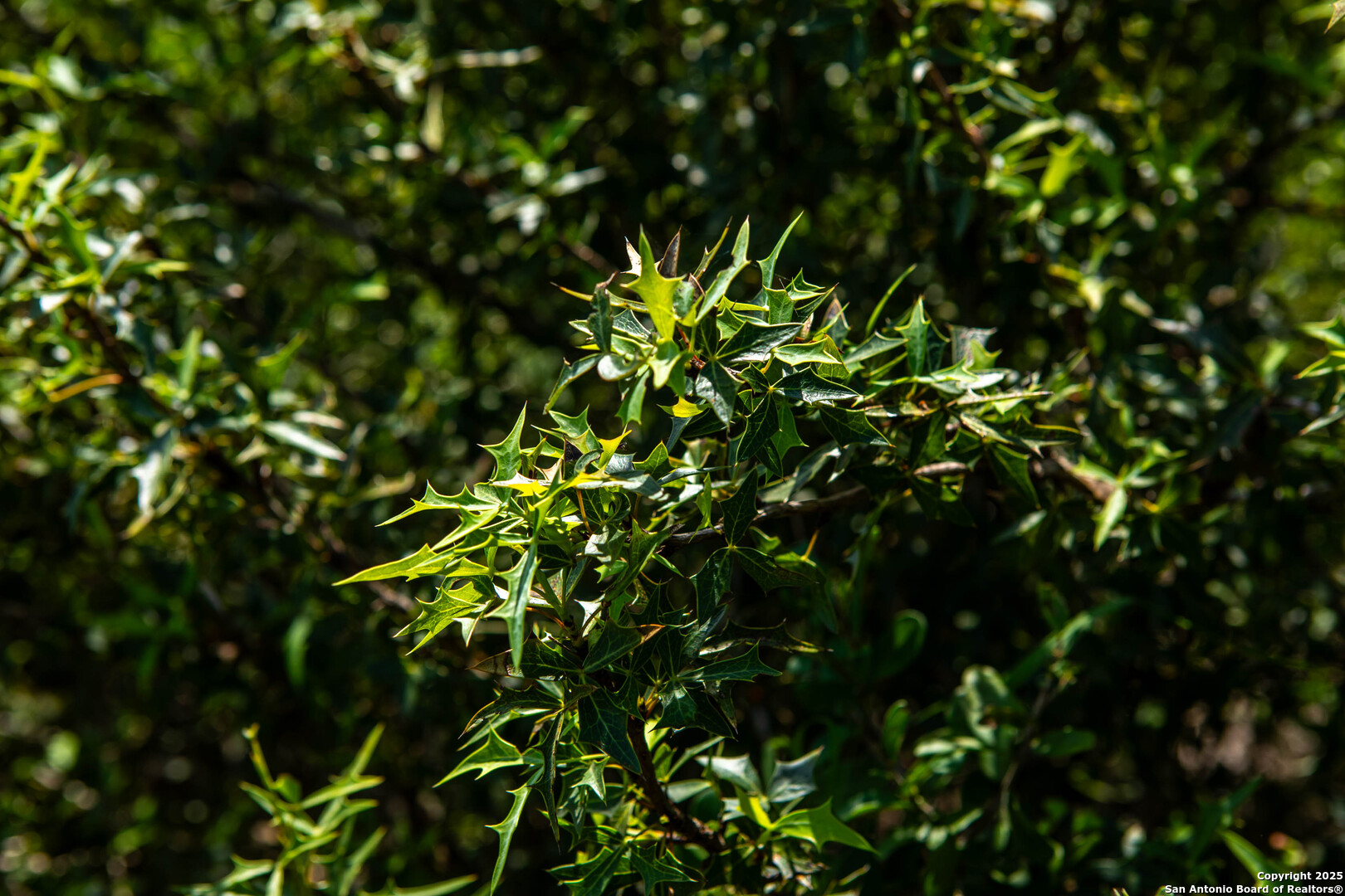 Bee County | 10.89 Acres