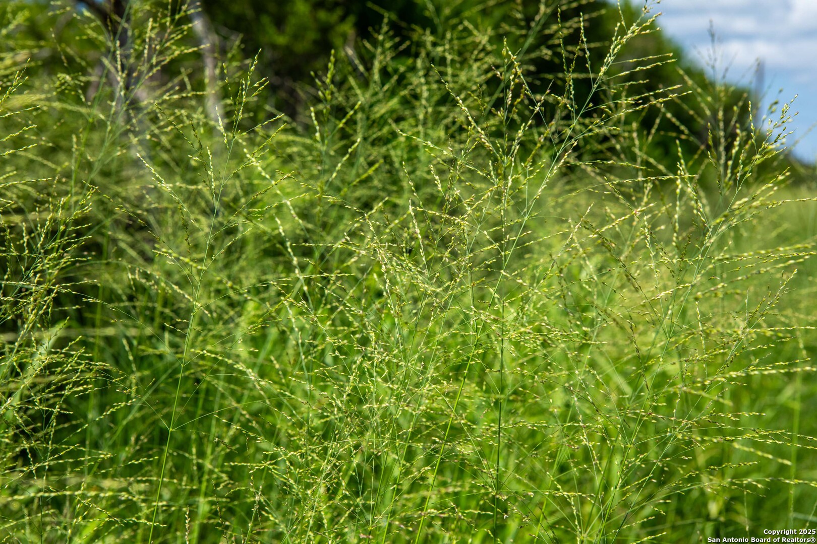 Bee County | 10.89 Acres