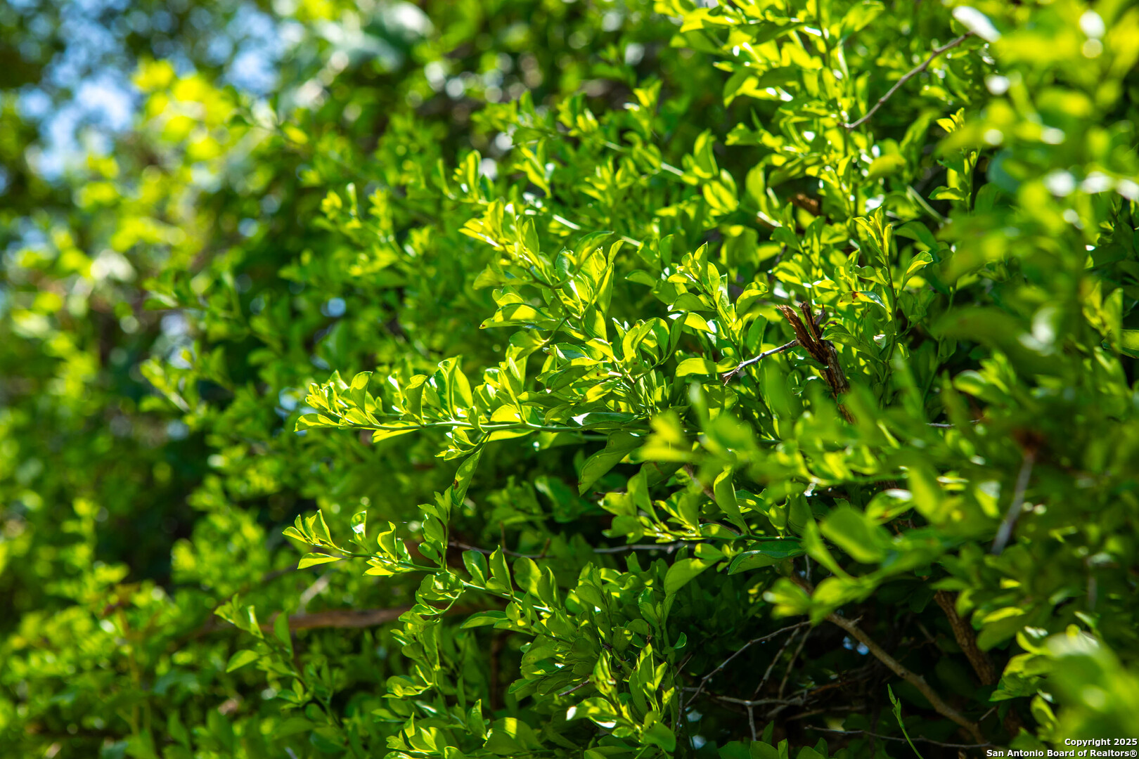 Bee County | 10.89 Acres