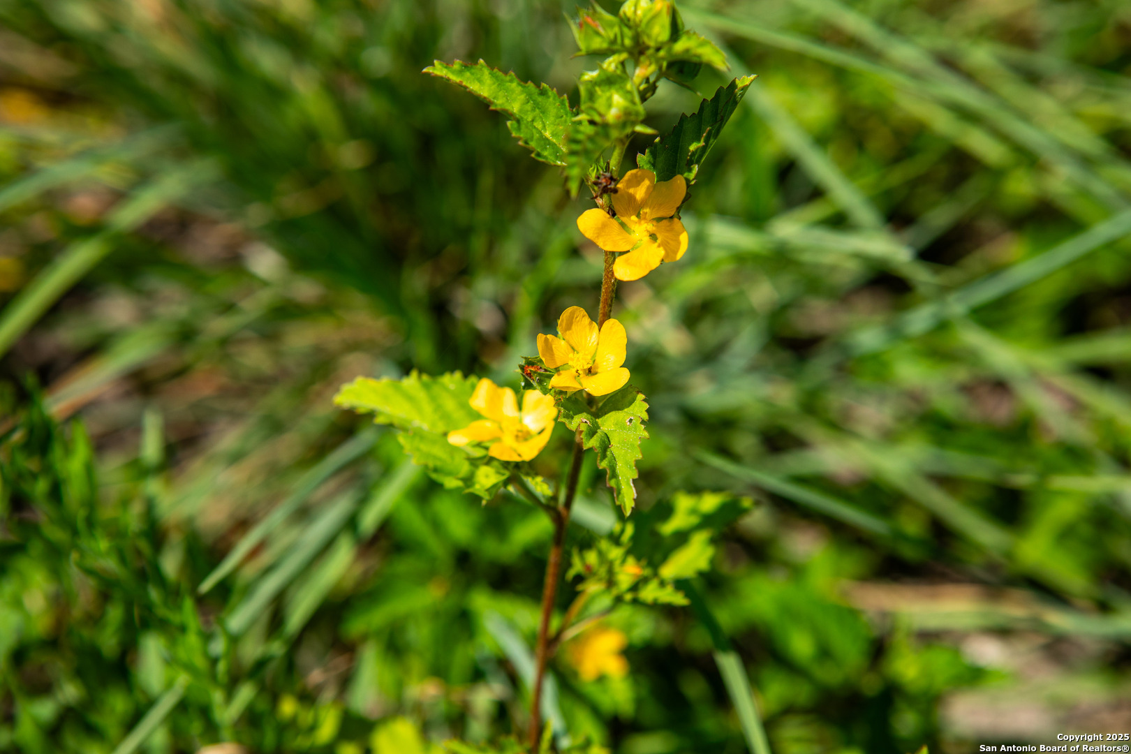 Bee County | 10.89 Acres