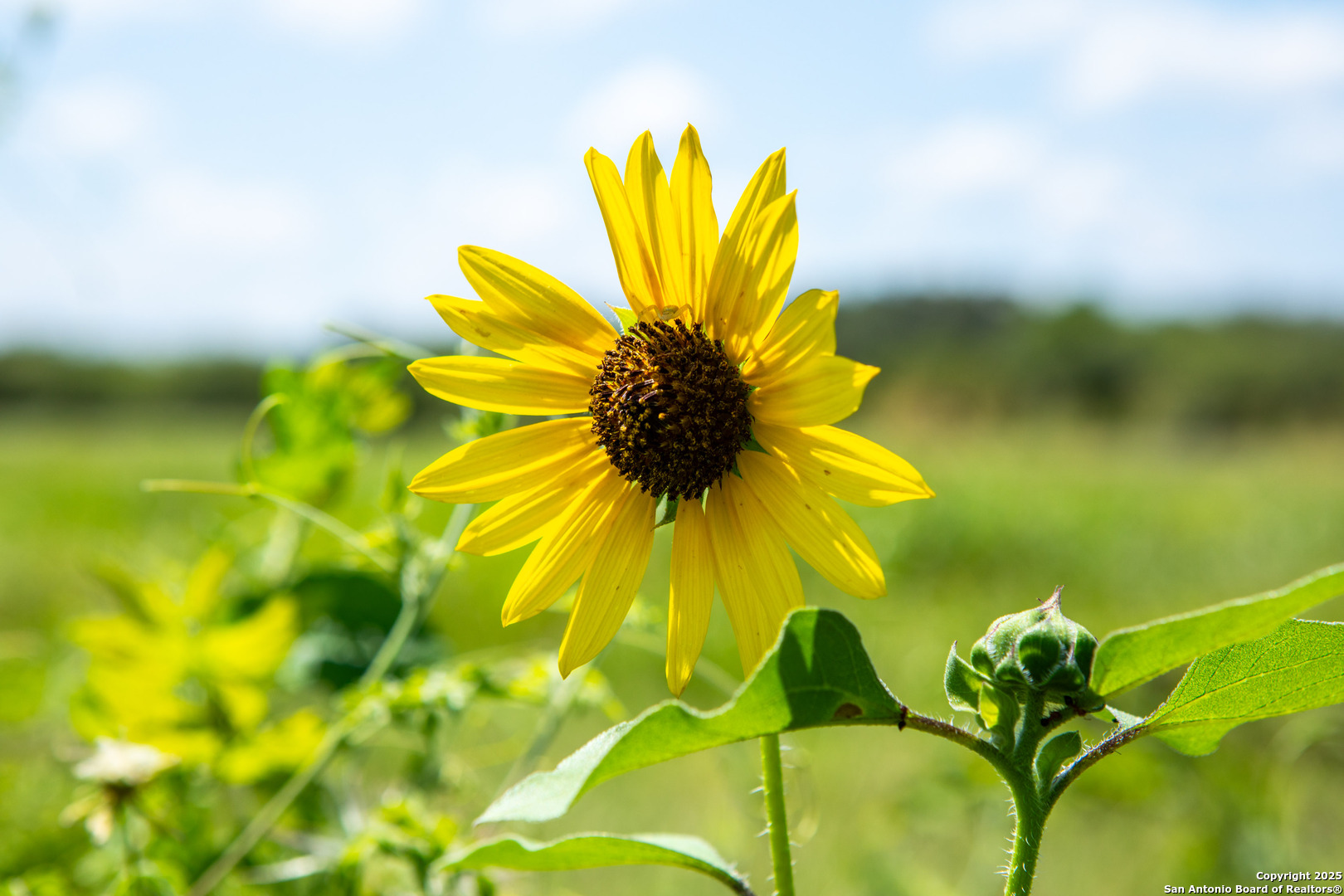 Bee County | 10.89 Acres