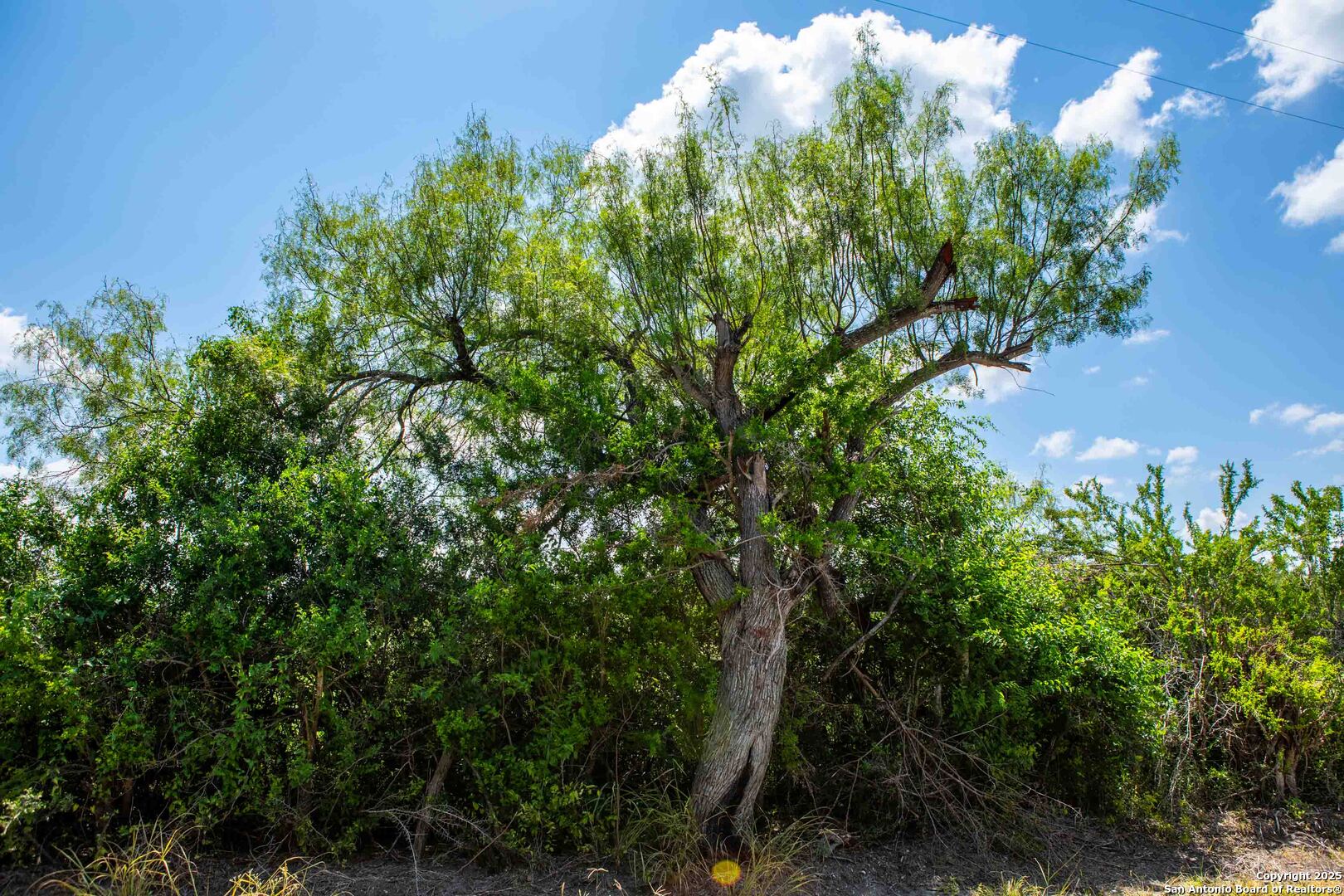 Bee County | 10.89 Acres