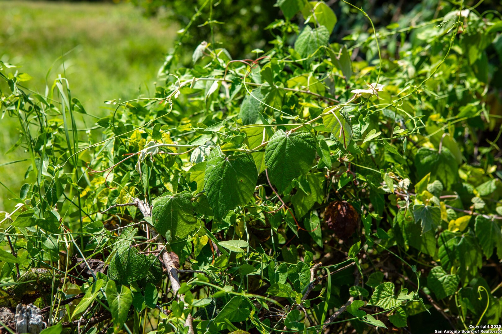 Bee County | 10.89 Acres