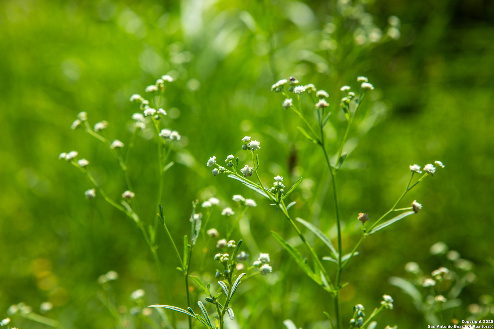 Bee County | 10.89 Acres