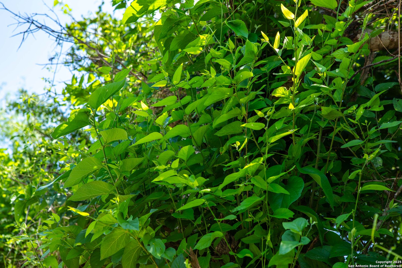 Bee County | 10.89 Acres