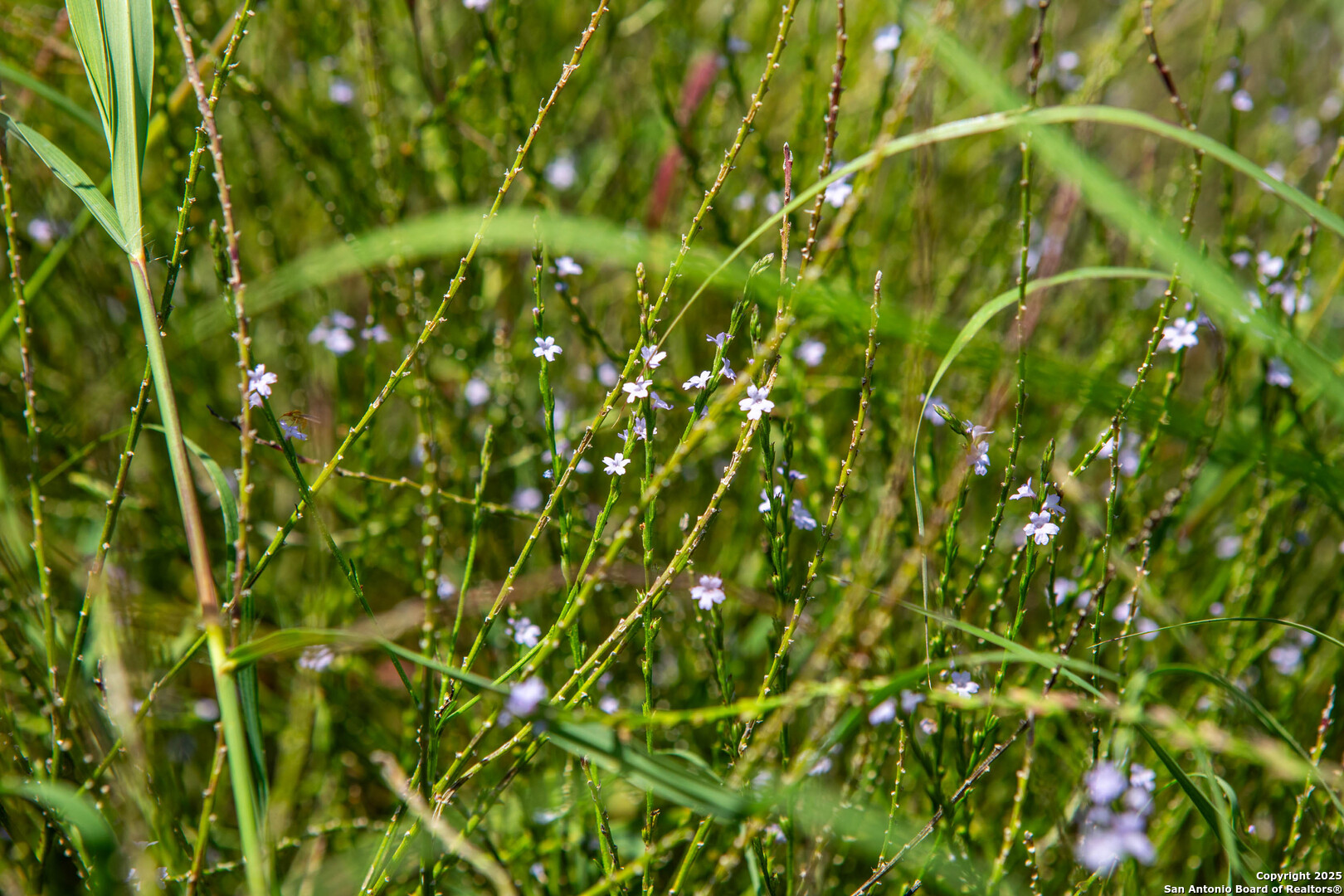 Bee County | 10.89 Acres