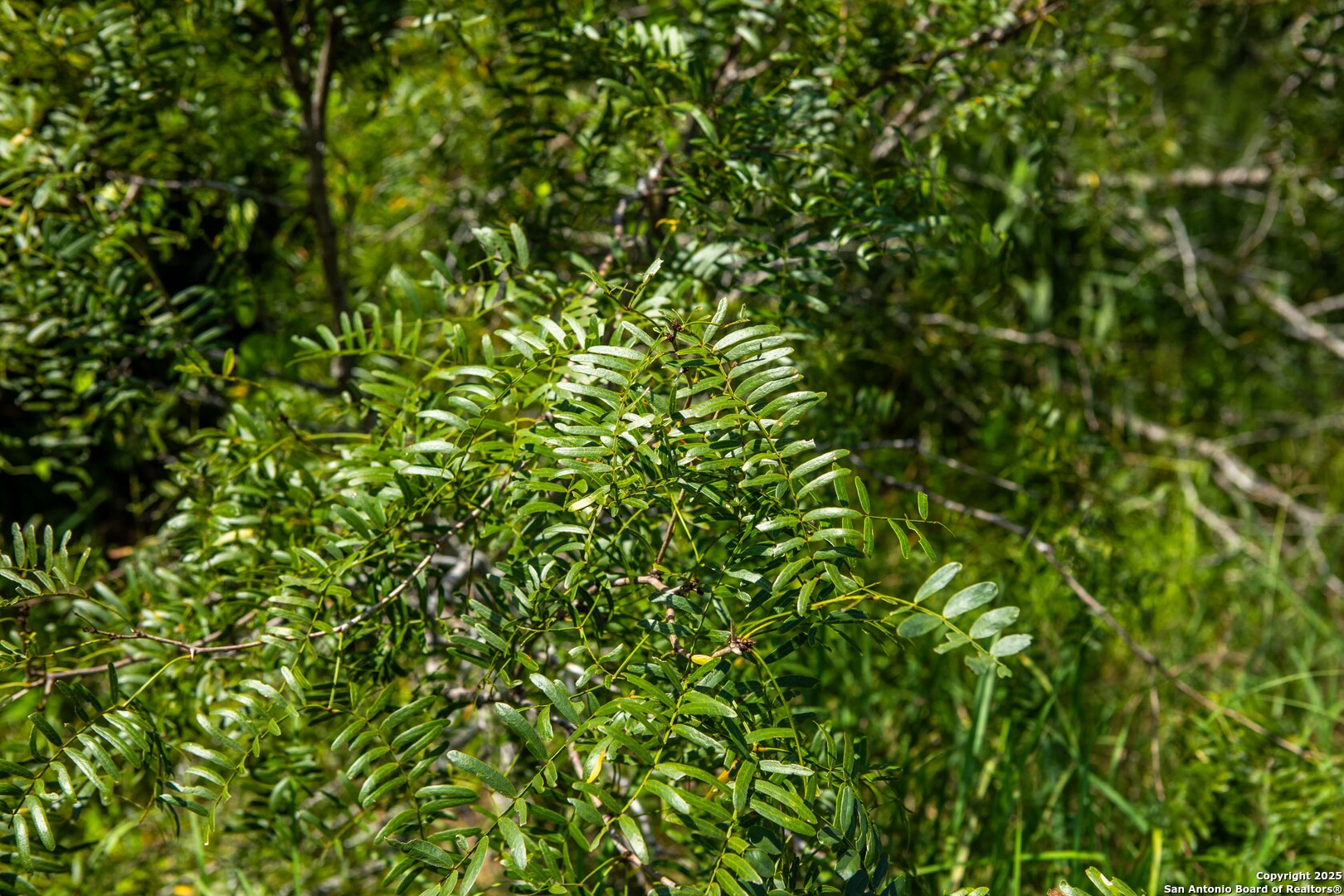 Bee County | 10.89 Acres