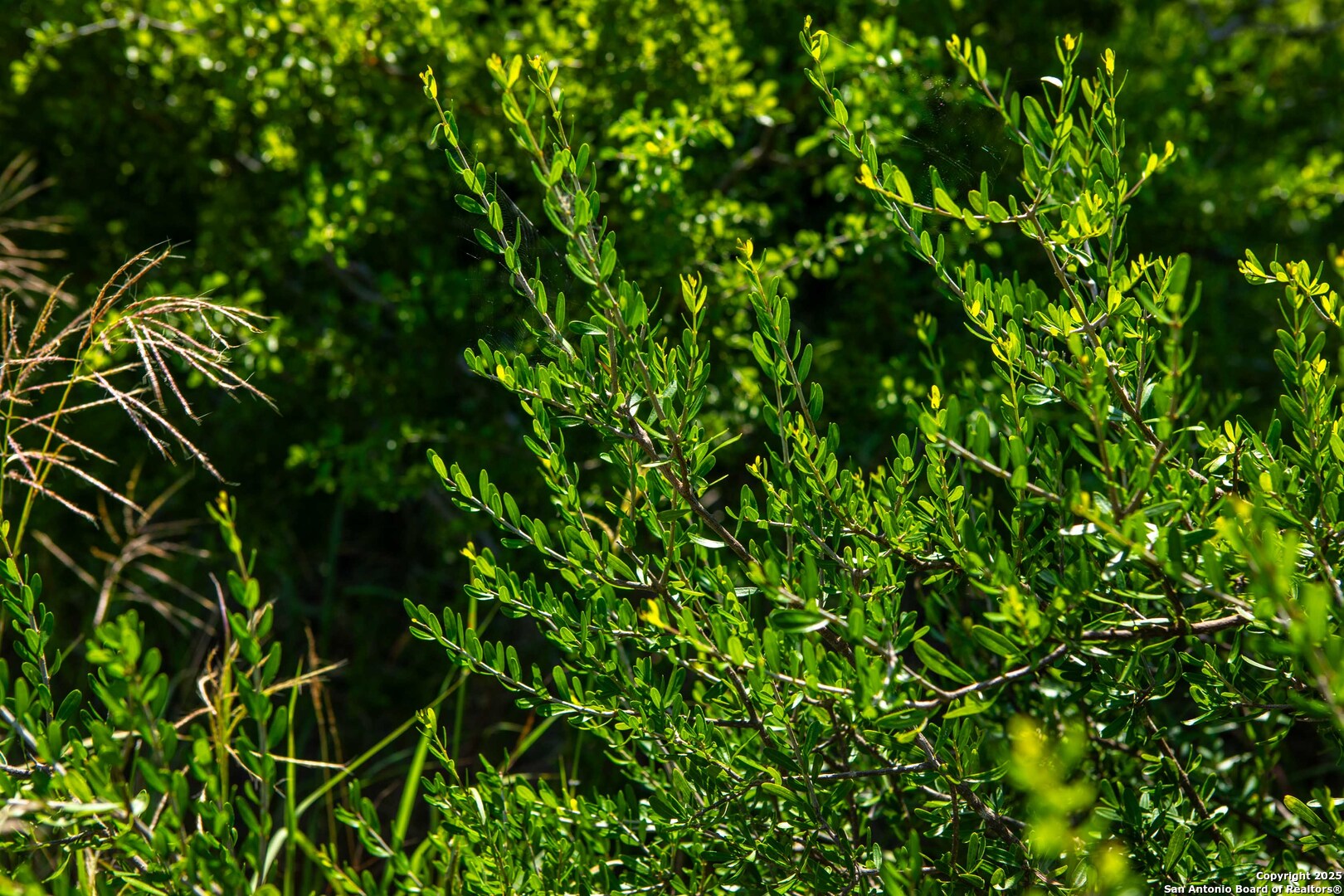 Bee County | 10.89 Acres