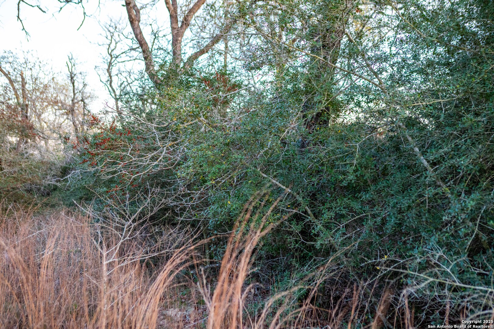 Caldwell County | 20+/- Acres