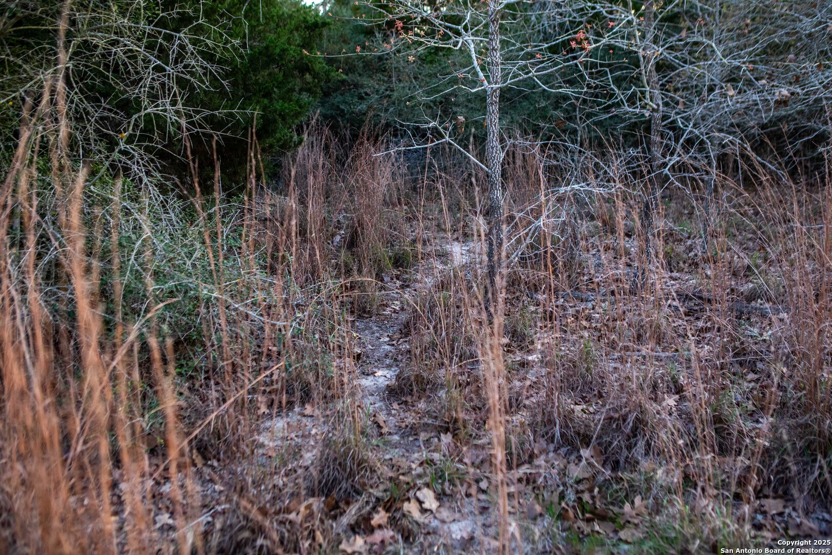 Caldwell County | 20+/- Acres