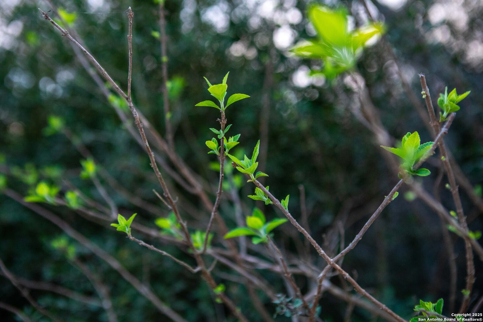 Caldwell County | 20+/- Acres