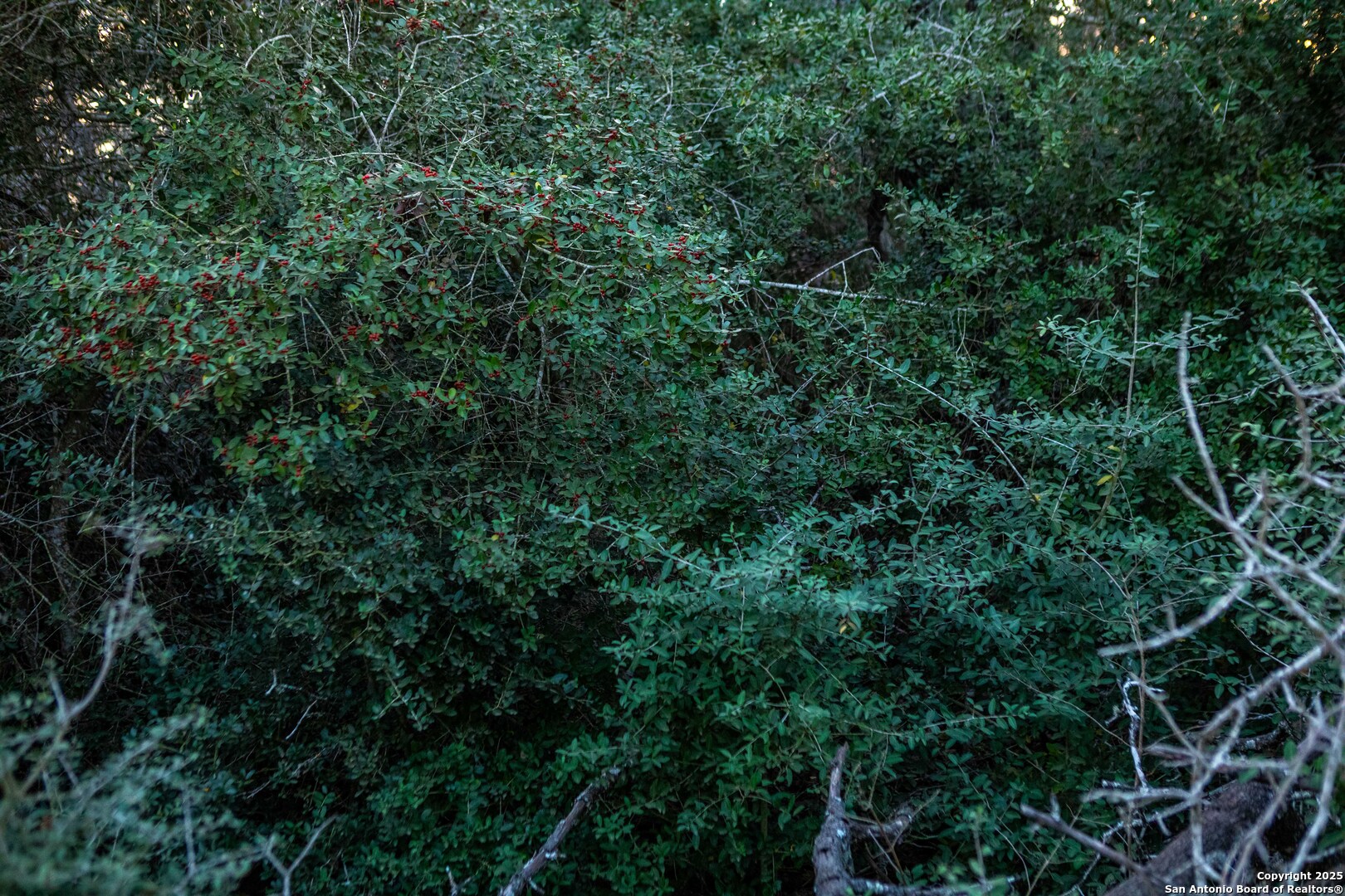 Caldwell County | 20+/- Acres