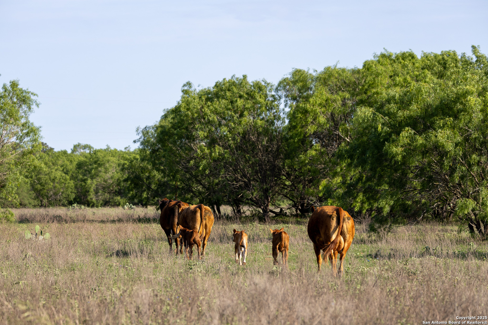 Atascosa County | 552+/- Acres