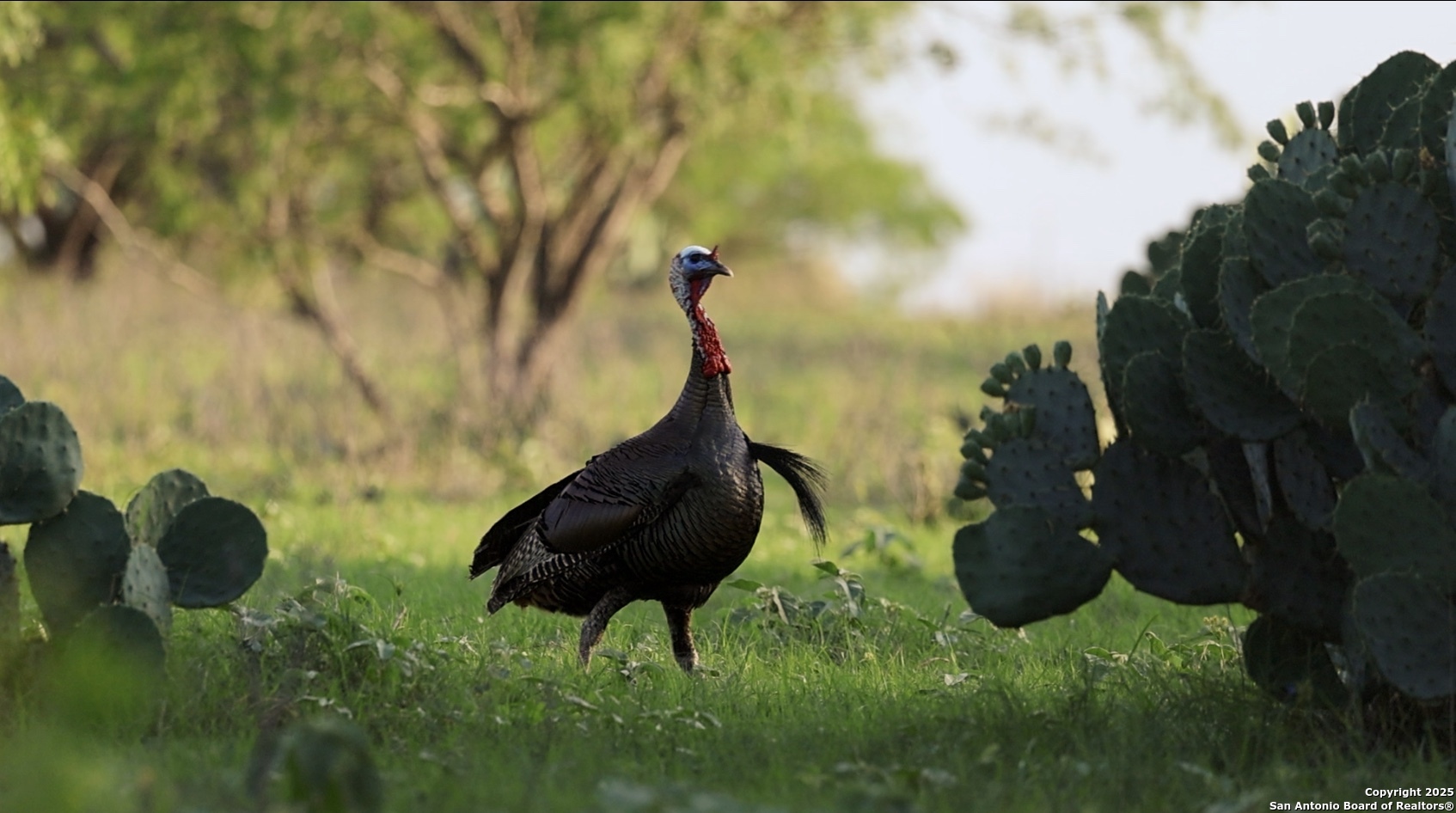Atascosa County | 552+/- Acres