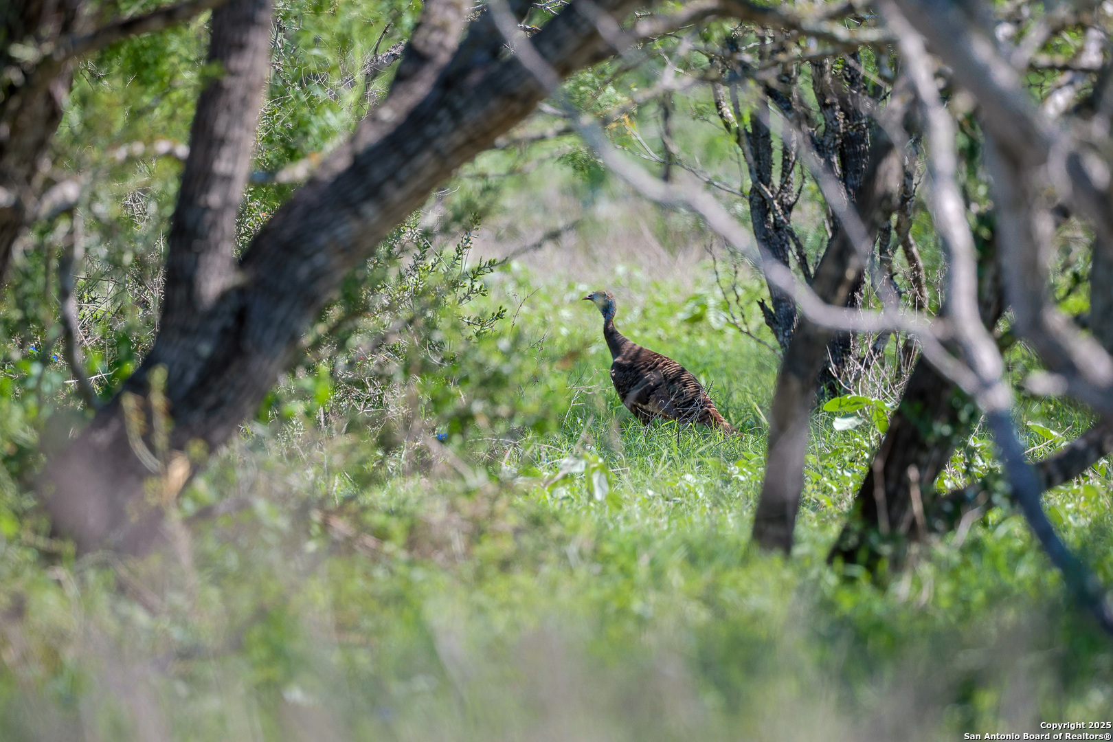 Atascosa County | 552+/- Acres