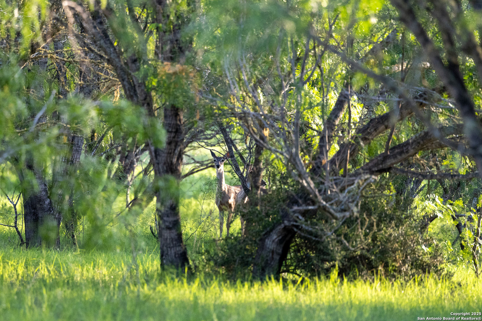 Atascosa County | 552+/- Acres