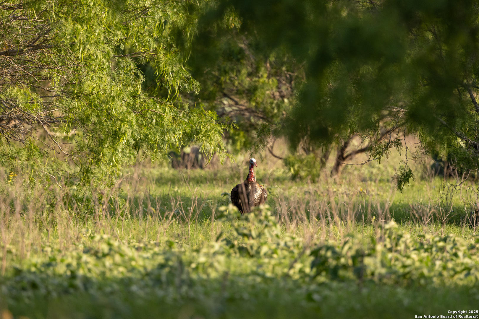 Atascosa County | 552+/- Acres
