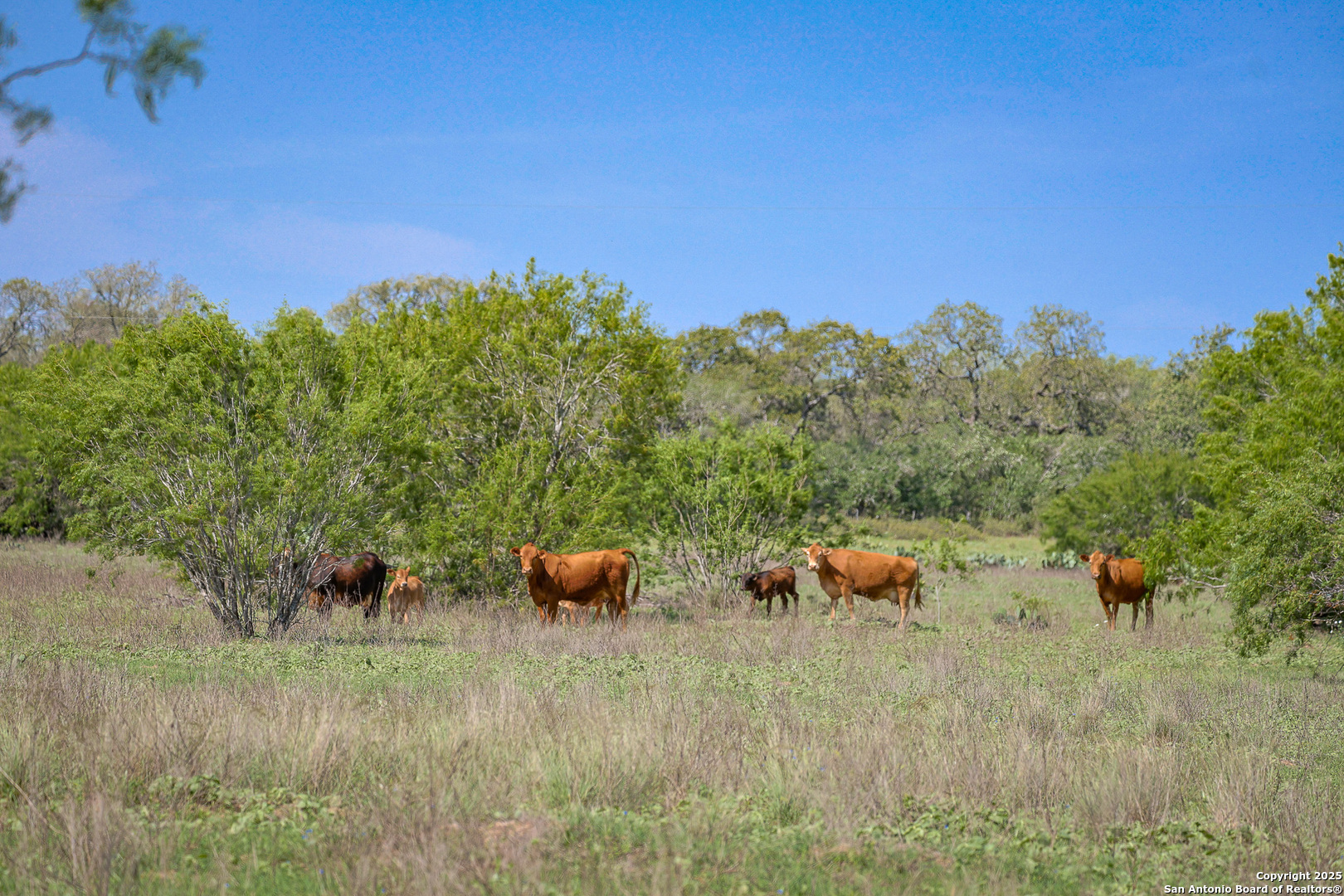 Atascosa County | 552+/- Acres