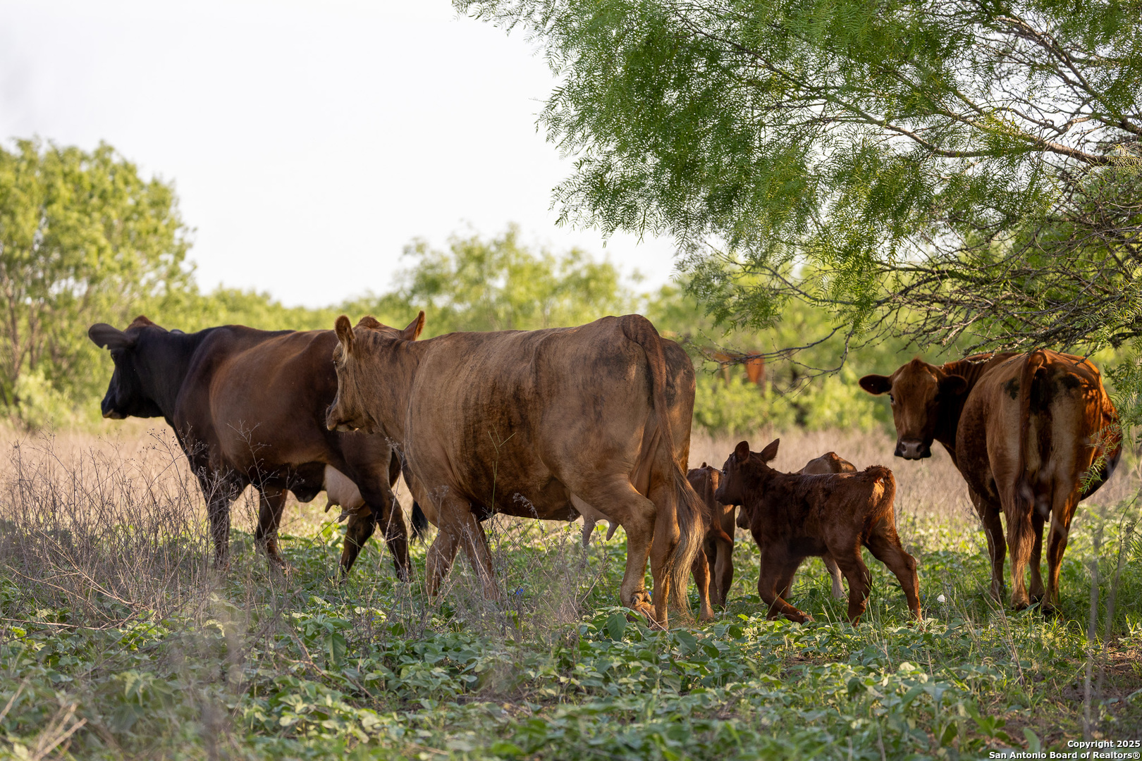 Atascosa County | 552+/- Acres